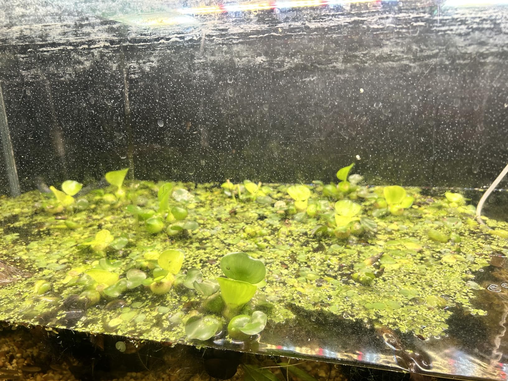 FREELICHT 2 Pack 4FT LED Grow Light, 40W (250W Equivalent), Full Spectrum Sunlight Growing Lamp Fixture, Linkable Hanging Plant Light for Hydroponic Indoor Plants Seeding, Plug-in with On/Off Switch customer photo 2