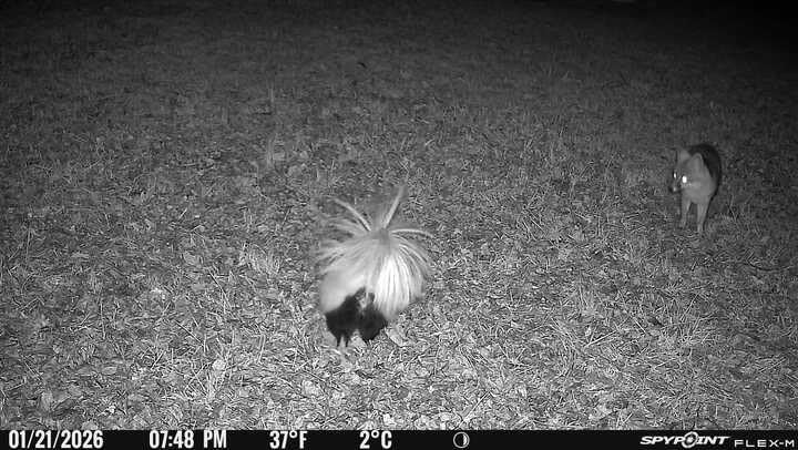 SpyPoint Flex-M Twin Pack Cellular Trail Cameras - Best Hunting Accessories, No WiFi Needed, GPS, Night Vision, Dual-Sim LTE, IP65 Water-Resistant Game Camera, 28MP Photos, 720p Videos + Sound (2) customer photo 2