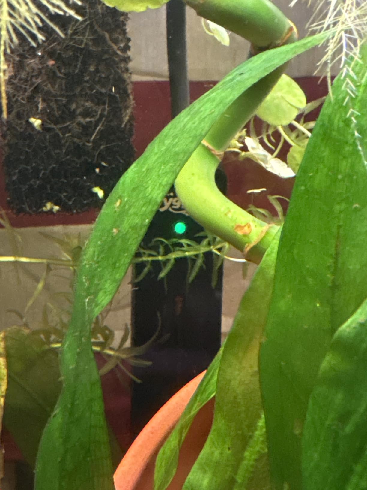 hygger Mini Fish Tank Submersible Heater 50W for 5-10 Gallons Small Betta Aquarium Heater with Digital Display Controller Adjustable Temperature customer photo 1