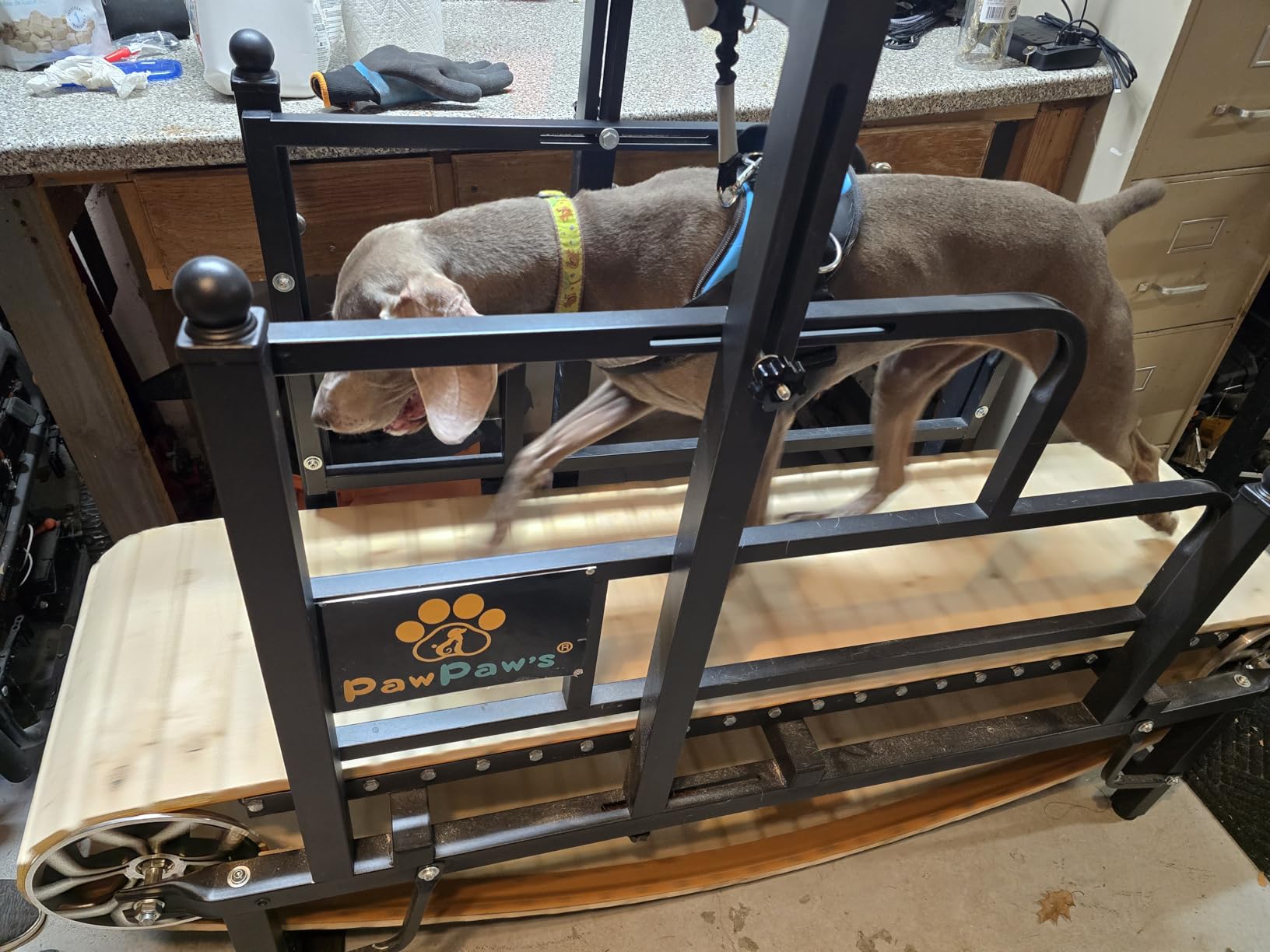 PawPaw's Dog Treadmill for Large Dogs, Medium Dogs with Brake. Dog Slatmill for Healthy & Fit Dog Life, Dog Treadmill for Indoor & Outdoor. Treadmill for Dogs up to 330 lbs customer photo 1