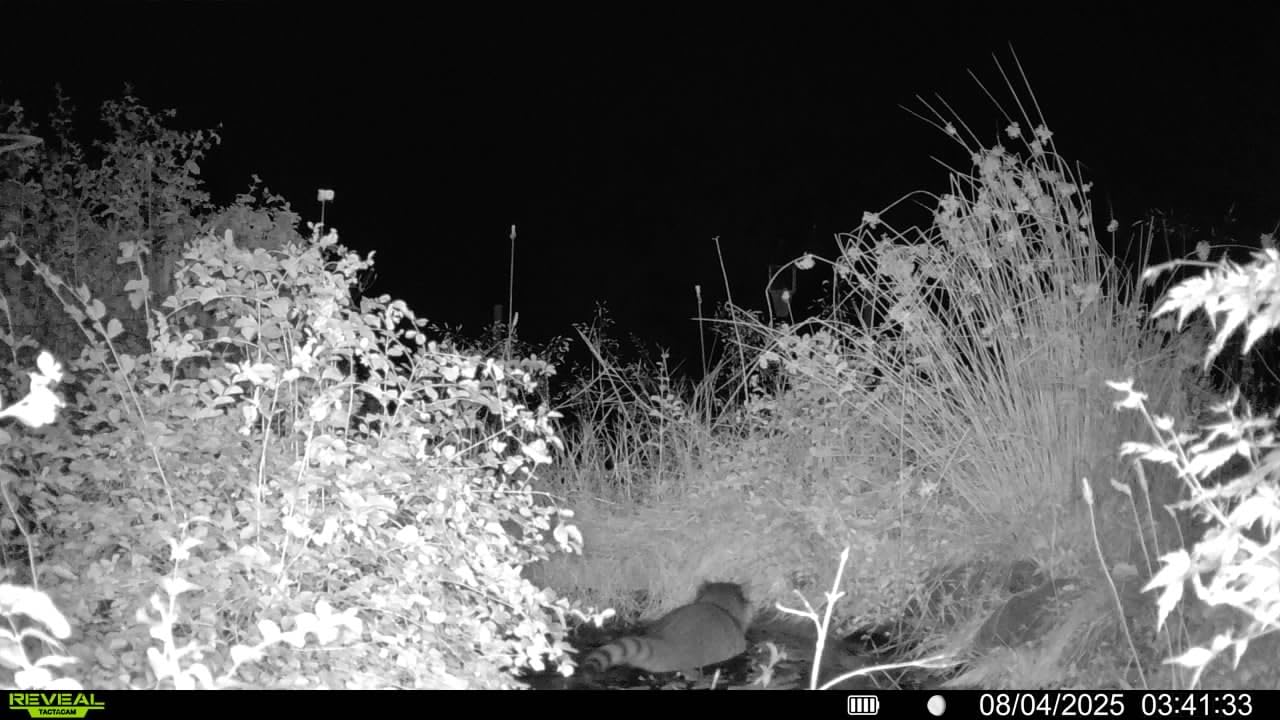 TACTACAM Reveal Pro 3.0 Cellular Trail Camera: Auto Connect 4G LTE, 4K HD Photos, No-Glow IR Flash, Extended Battery, Built-in GPS, On Demand Video - Best Hunting, Game, Scouting, Property Camera customer photo 2