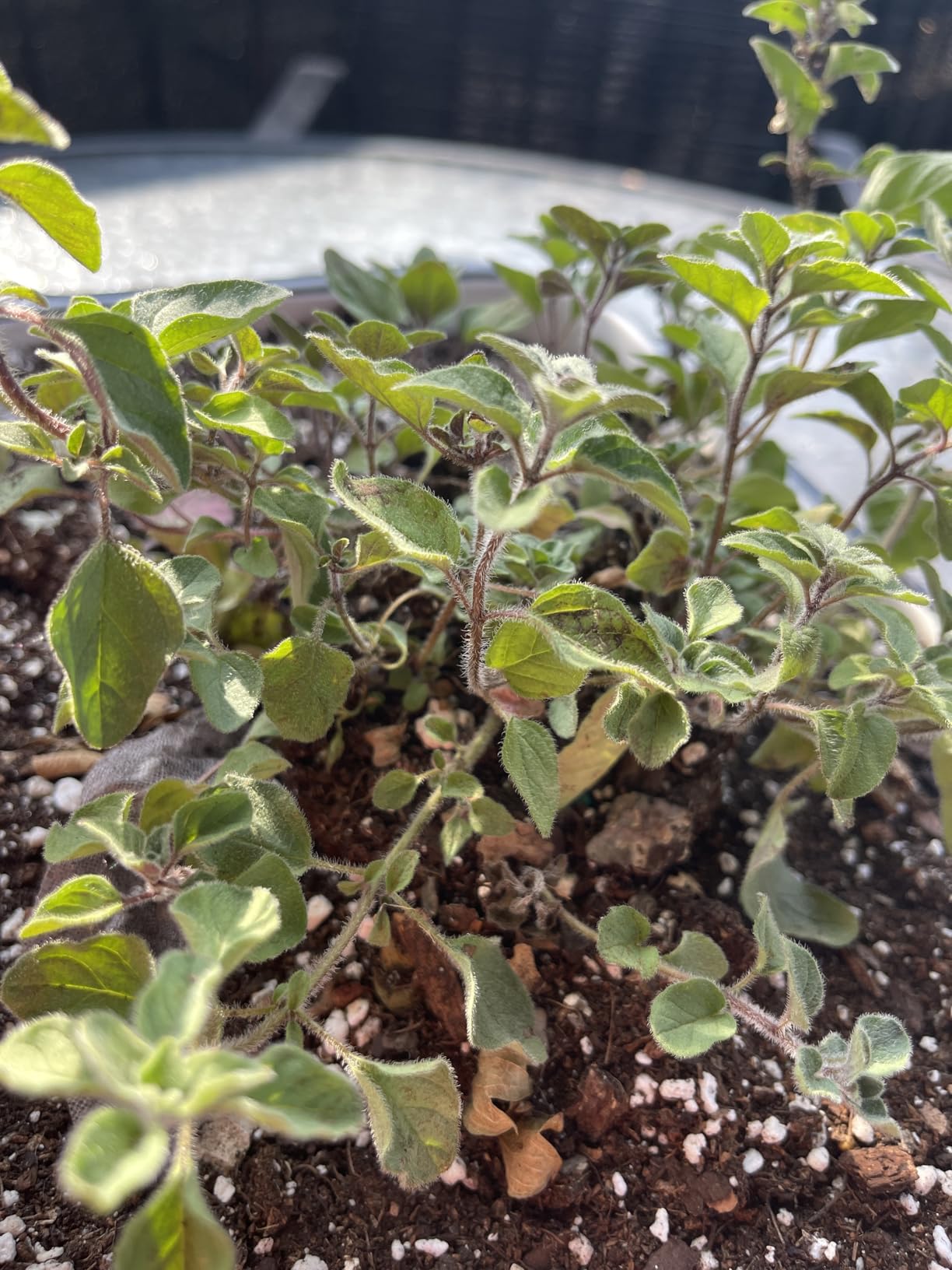 Fiskars Vegetable Gardening Essentials 6-Piece Tool Set for Cultivating, Serrated Stainless Steel Shears & 4-in-1 Seed Sower for Planting, Rust-Resistant Steel Trowel, Cultivator, Weeder, L/XL Gloves customer photo 1