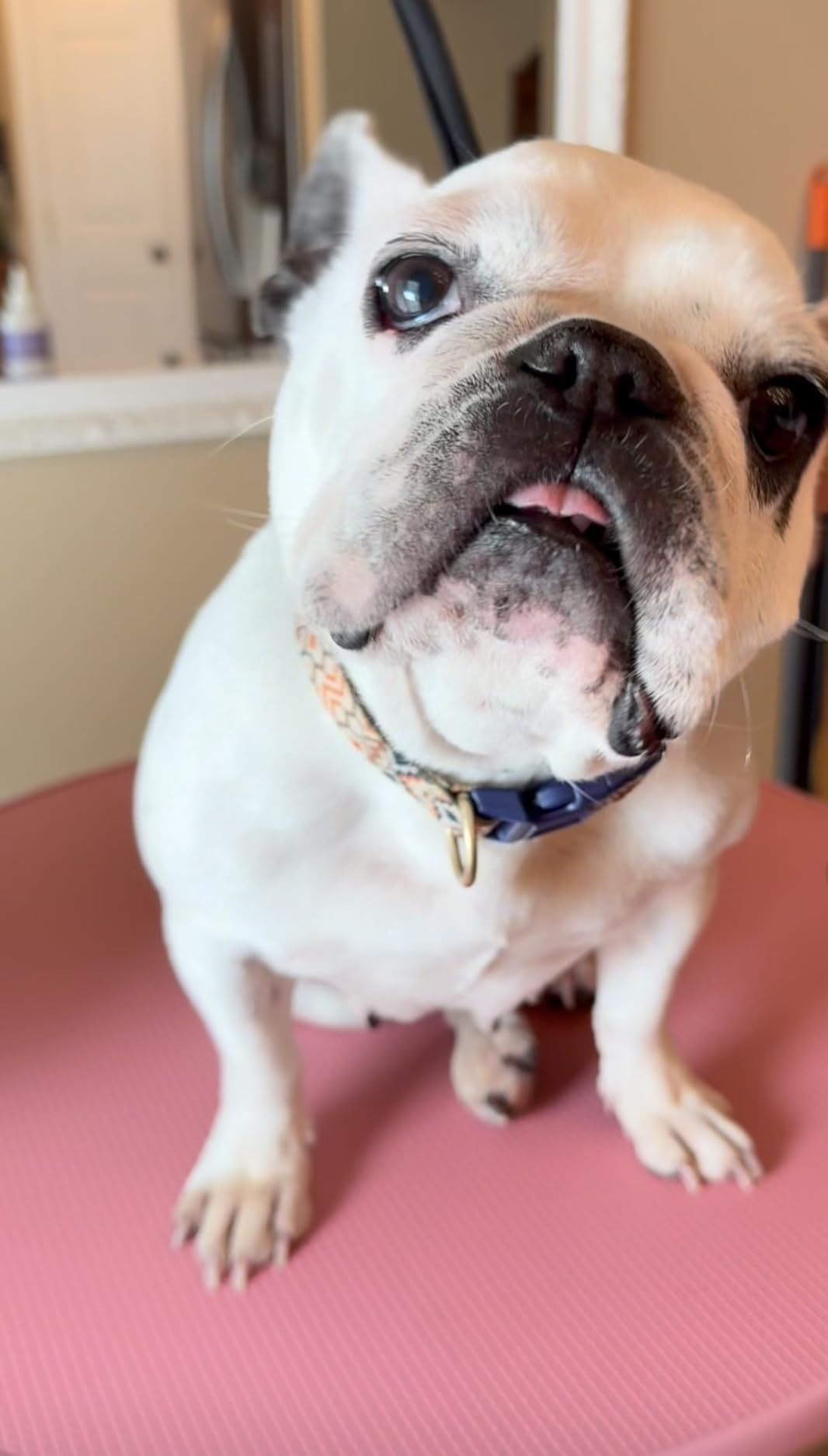 Electric Hydraulic Lift Pet Dog Grooming Table, 24Inch 360 Rotating Grooming Desktop for Small Dogs, with Overhead Arm, Wireless Remote, Tool Organizer, Black customer photo 2