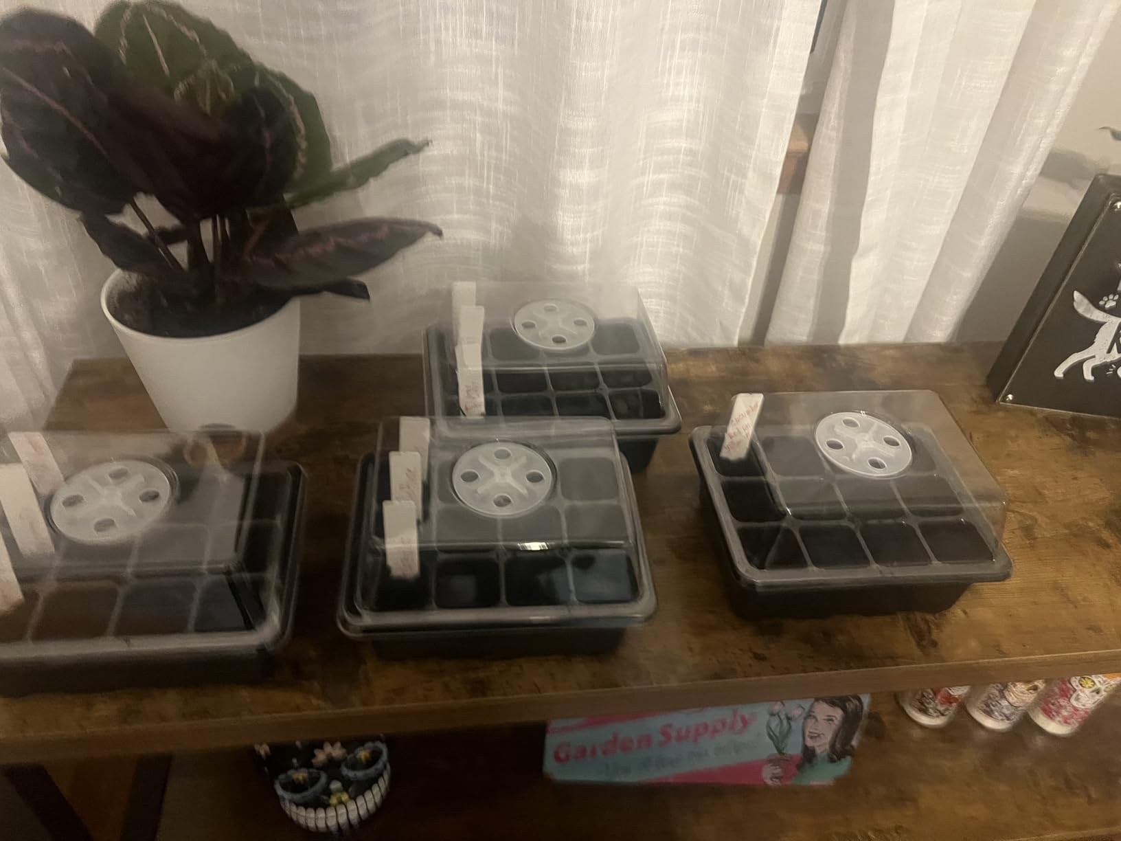 Bonviee 5-Pack Seed Starter Trays, Seed Starter Kit with Adjustable Humidity Dome and Base Indoor Greenhouse Mini Propagator for Seeds Growing Starting (12 Cells Per Tray, Green) customer photo 2