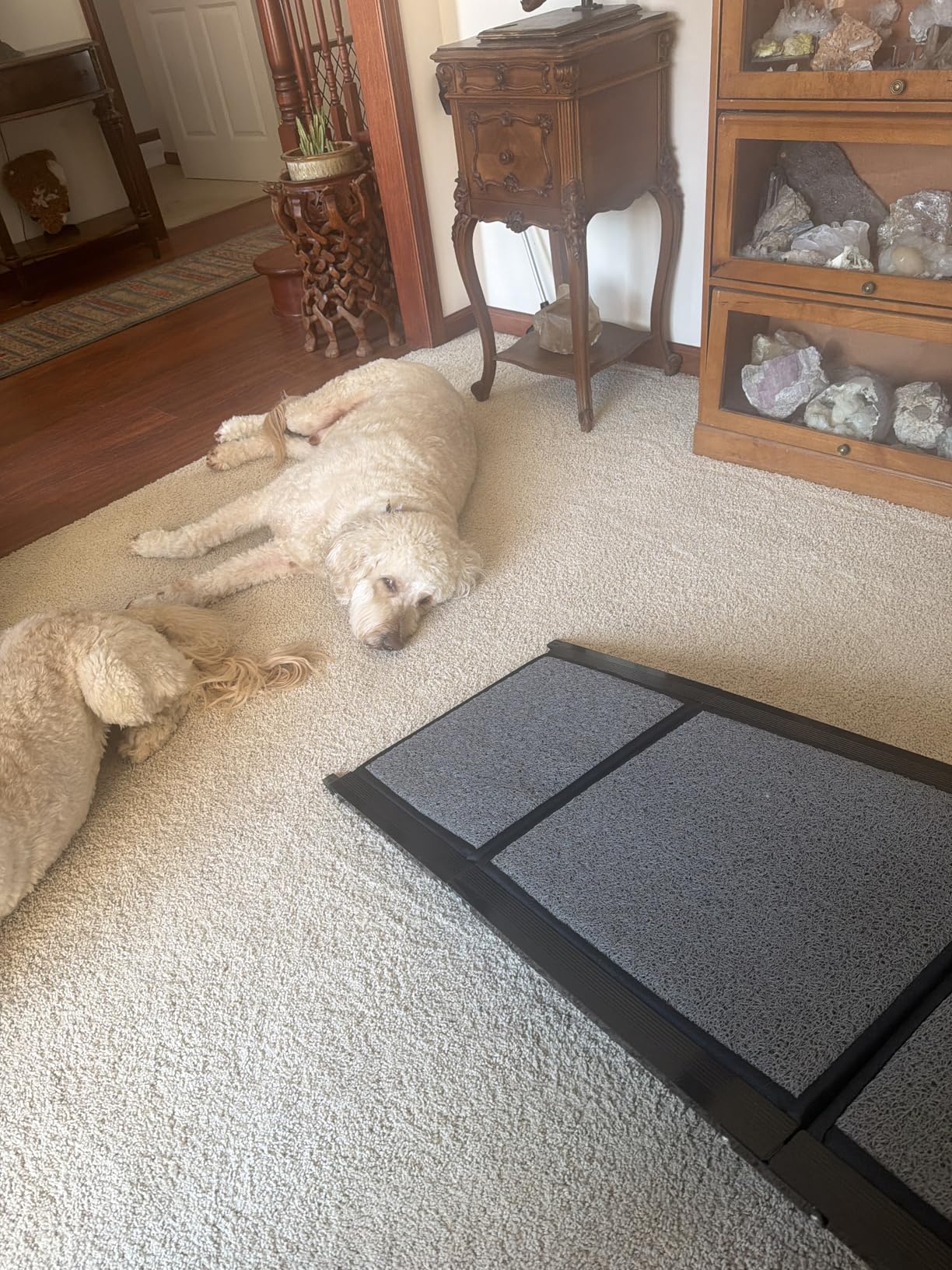 Dog Ramp for Car 𝟕𝟏