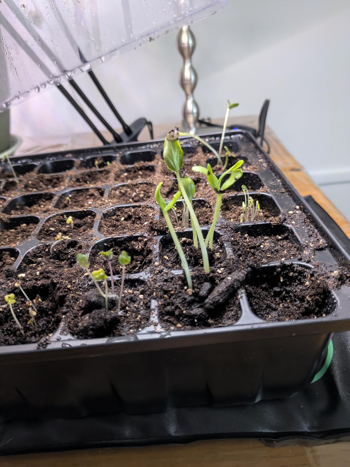 SOLIGT 60 Cell Seed Starter Kit with Grow Light and Heat Mat, Seed Starter Tray with Higher 4.3