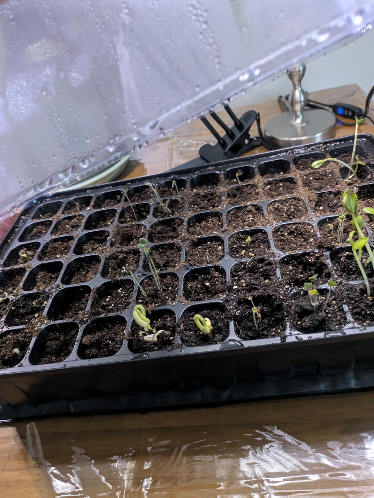 SOLIGT 60 Cell Seed Starter Kit with Grow Light and Heat Mat, Seed Starter Tray with Higher 4.3