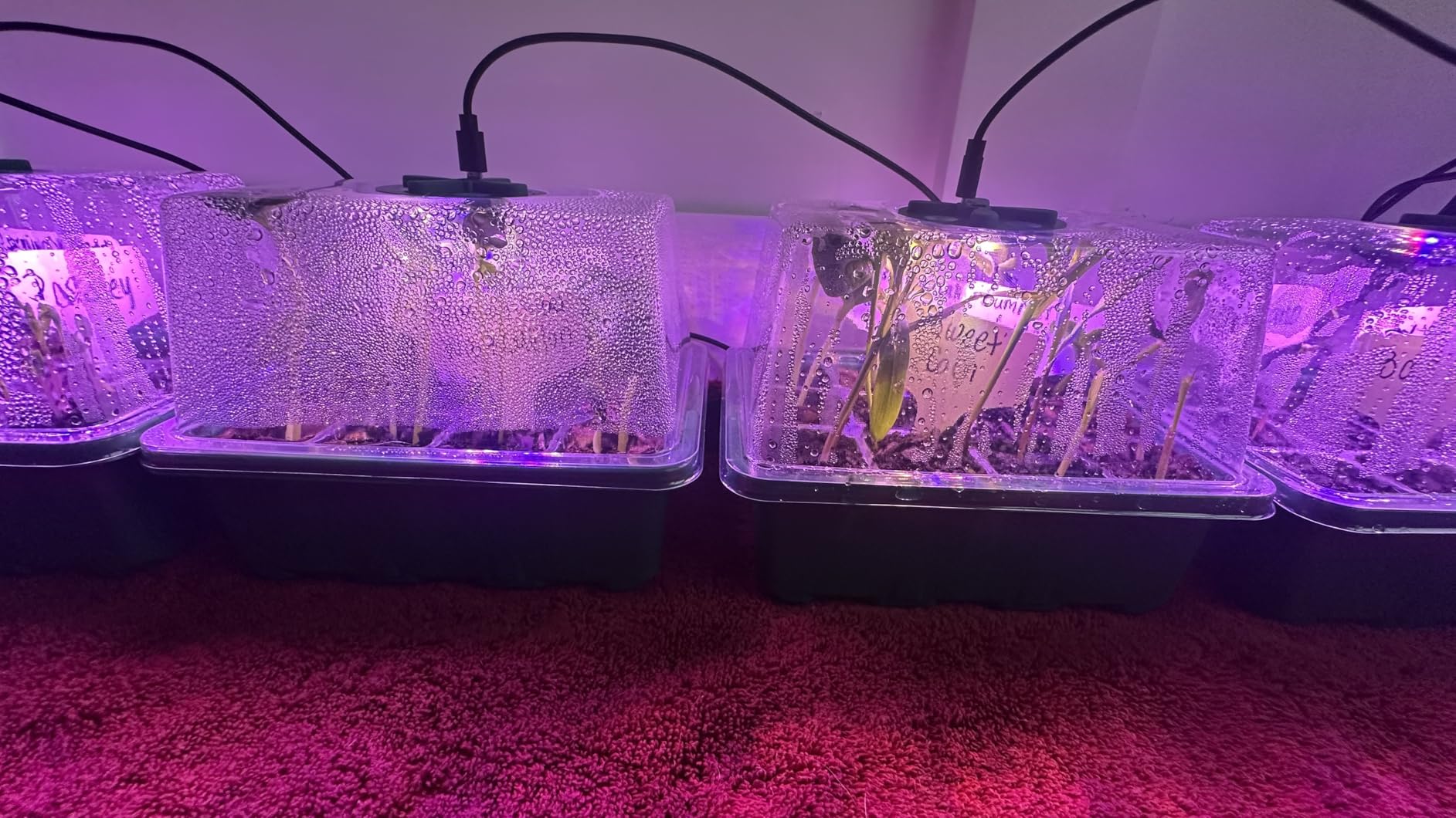 MIXC Seed Starter Kit with Grow Light, Elevated Seedling Tray Kit with Adjustable Humidity Dome and Clear Cell Tray, 12 Full Spectrum Led Beads for Seed Starting Greenhouse, 6 Pack, Green customer photo 1