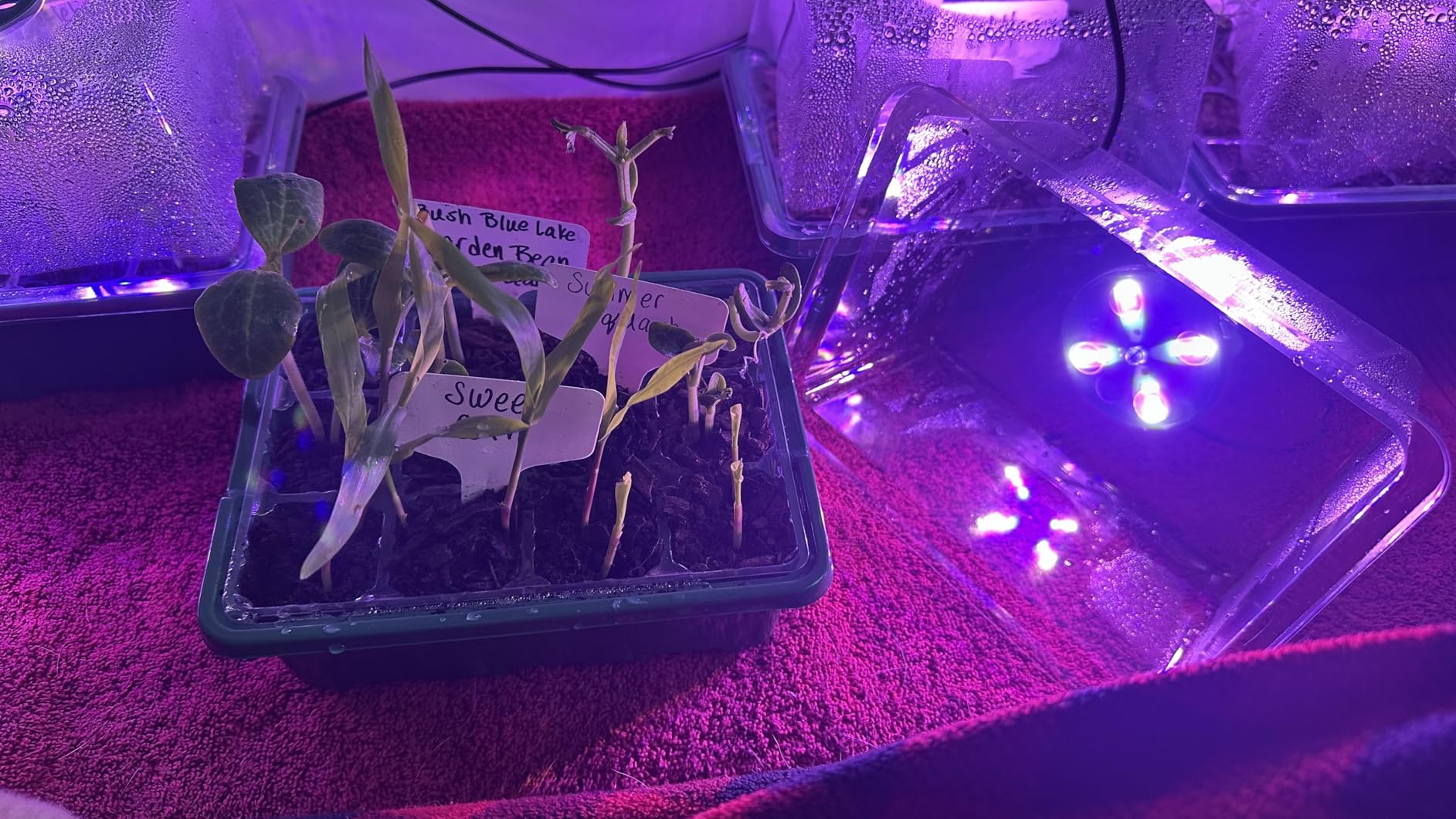 MIXC Seed Starter Kit with Grow Light, Elevated Seedling Tray Kit with Adjustable Humidity Dome and Clear Cell Tray, 12 Full Spectrum Led Beads for Seed Starting Greenhouse, 6 Pack, Green customer photo 2