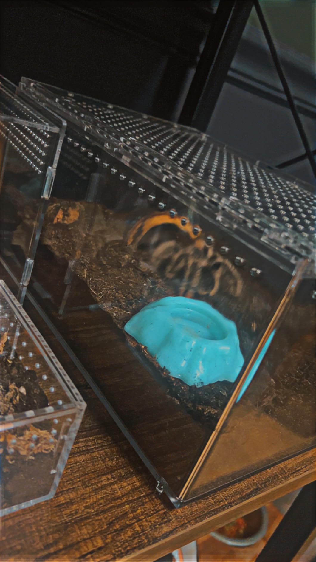 AZV Escape Proof Reptile Terrarium,Shatter Proof Polycarbonate Tarantula Tank with Magnetic Lid,Ventilated Spider Enclosure,360° Clear View,Easy Clean Habitat for Gecko,Frogs,Insects,Hermit Crabs L customer photo 2