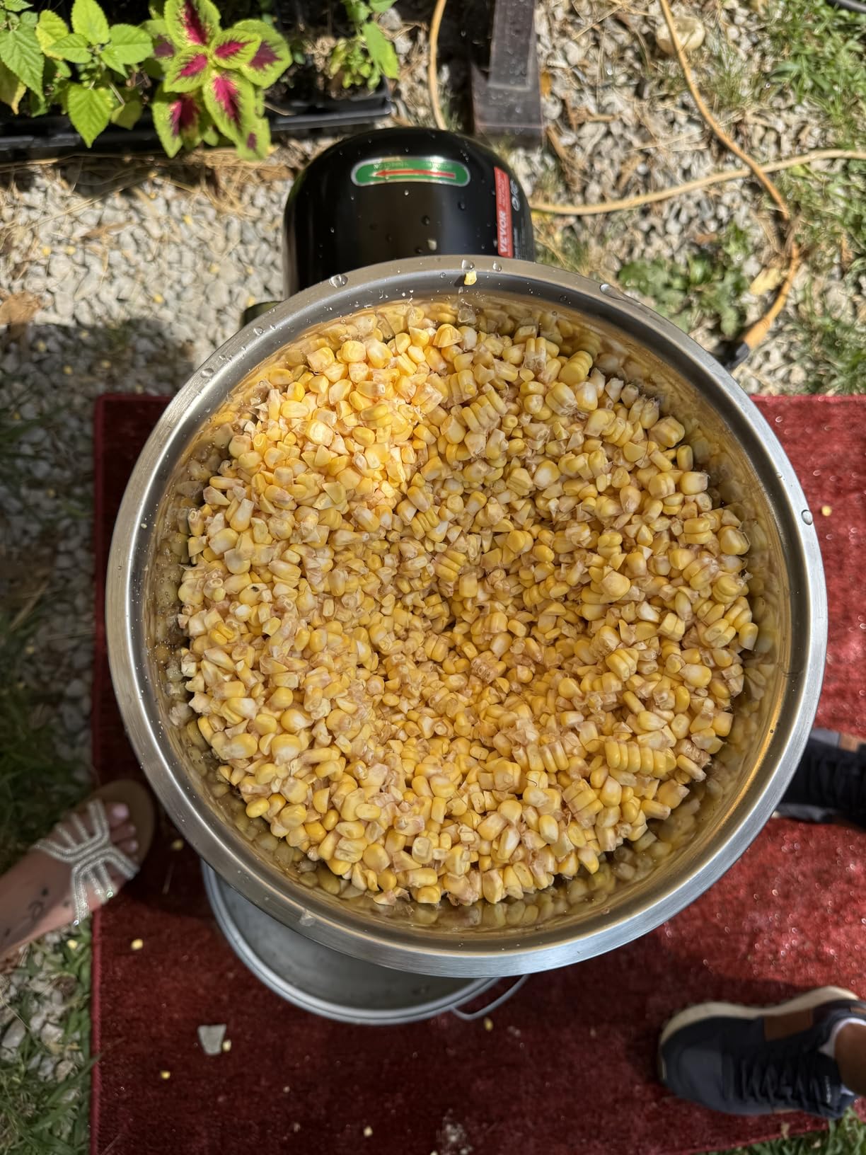 VEVOR Electric Grain Mill Grinder, 3000W Spice Grinders, Commercial Corn Mill with Funnel, Thickness Adjustable Powder Machine, Heavy Duty Feed Flour Cereal Mill Wheat Grinders, Dry & Wet Grinder customer photo 1