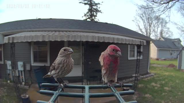 Smart Bird Feeder with Camera Solar Powered, 2K HD Video, AI Bird Species Identification, Instant Arrival Alerts, Weatherproof Design for Effortless Birdwatching, Best Gift for BirdLovers, Red customer photo 1