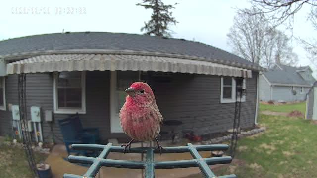 Smart Bird Feeder with Camera Solar Powered, 2K HD Video, AI Bird Species Identification, Instant Arrival Alerts, Weatherproof Design for Effortless Birdwatching, Best Gift for BirdLovers, Red customer photo 2