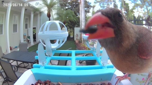 Bird Feeder with Camera 2K HD AI Smart Identify BirdSpecies Solar Panel Outdoors Birdhouse with Cam, Instant Arrival Alerts, Capture BirdVideo, Gifts for Mom Dad customer photo 1