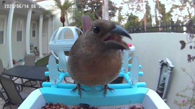 Bird Feeder with Camera 2K HD AI Smart Identify BirdSpecies Solar Panel Outdoors Birdhouse with Cam, Instant Arrival Alerts, Capture BirdVideo, Gifts for Mom Dad customer photo 2