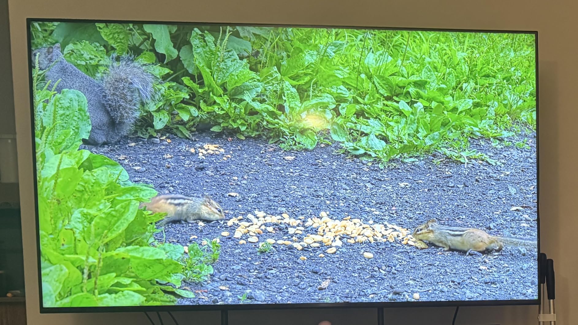 Sony BRAVIA 5 85 Inch TV, Mini LED, 4K Smart Google TV, XR Processor with AI Technology, 120hz Television with Dolby Vision/Atmos, Exclusive Features for PlayStation 5, K-85XR50, 2025 Model customer photo 1