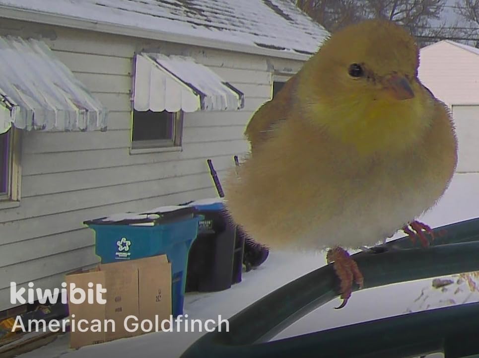 Smart Bird Feeder 4K AI Camera With Solar Panel For Outdoors, Bird Species Identification, 8MP Photos, 4K Video Livestream, Real-Time Bird Alerts, Birdwatching Gifts For Bird Lovers, Sage Pine customer photo 1