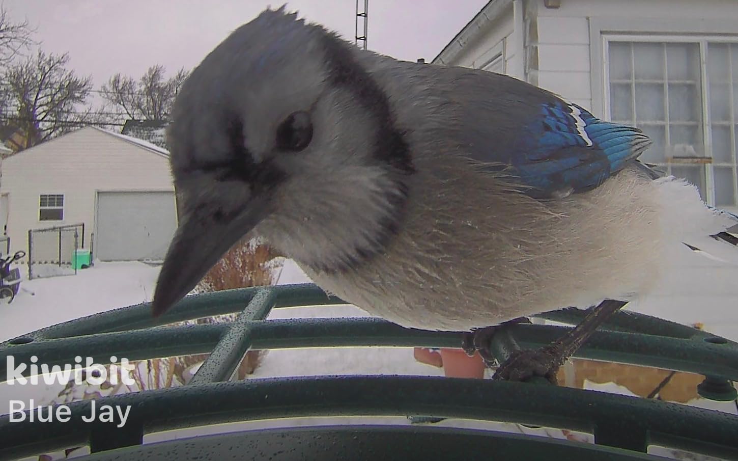 Smart Bird Feeder 4K AI Camera With Solar Panel For Outdoors, Bird Species Identification, 8MP Photos, 4K Video Livestream, Real-Time Bird Alerts, Birdwatching Gifts For Bird Lovers, Sage Pine customer photo 2