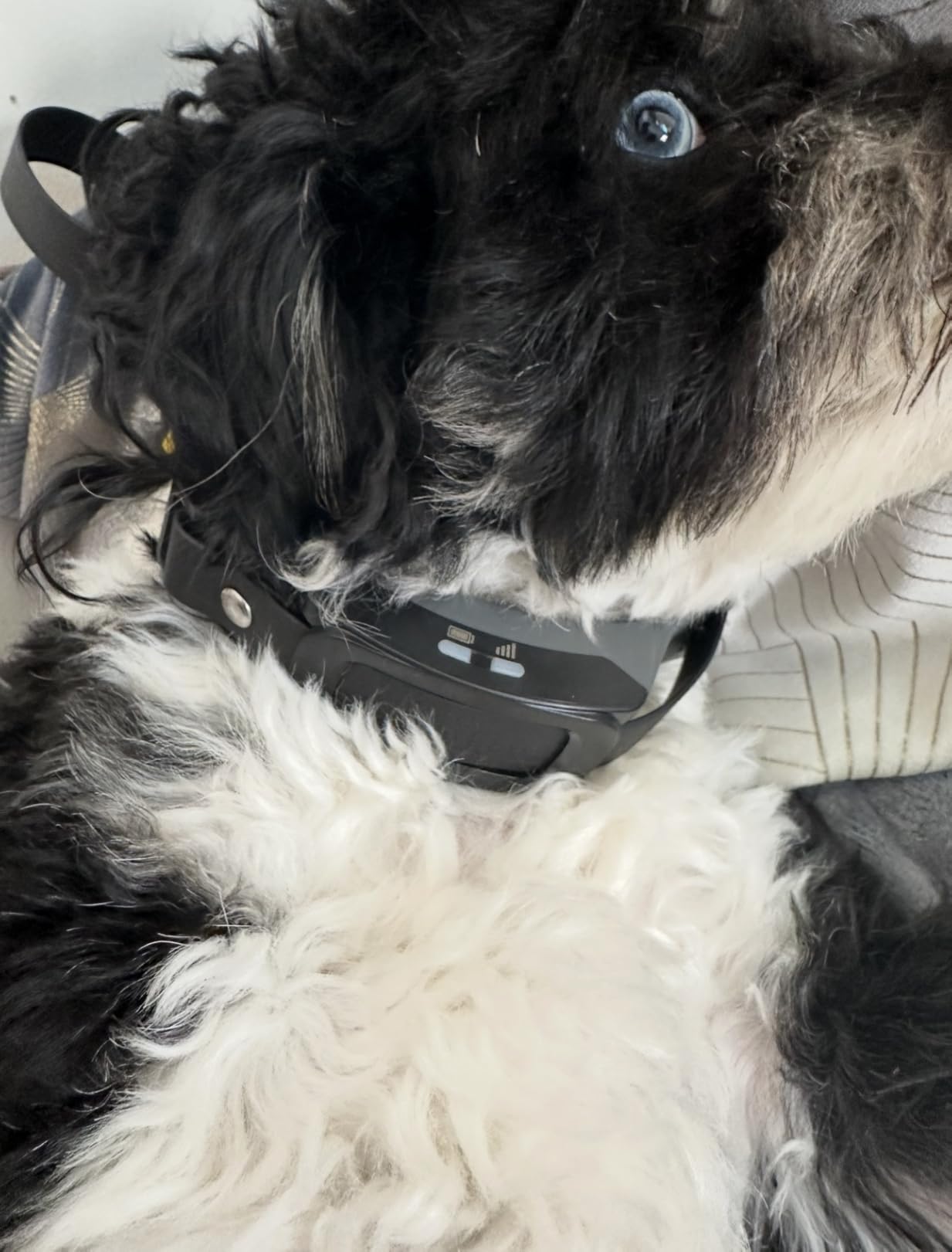 PetSafe Guardian GPS 2.0 Dog Fence + Tracking - Wireless GPS Dog Fence - Real-Time Tracking - Custom Boundaries System - Waterproof Collar - Comfortable Fit customer photo 1