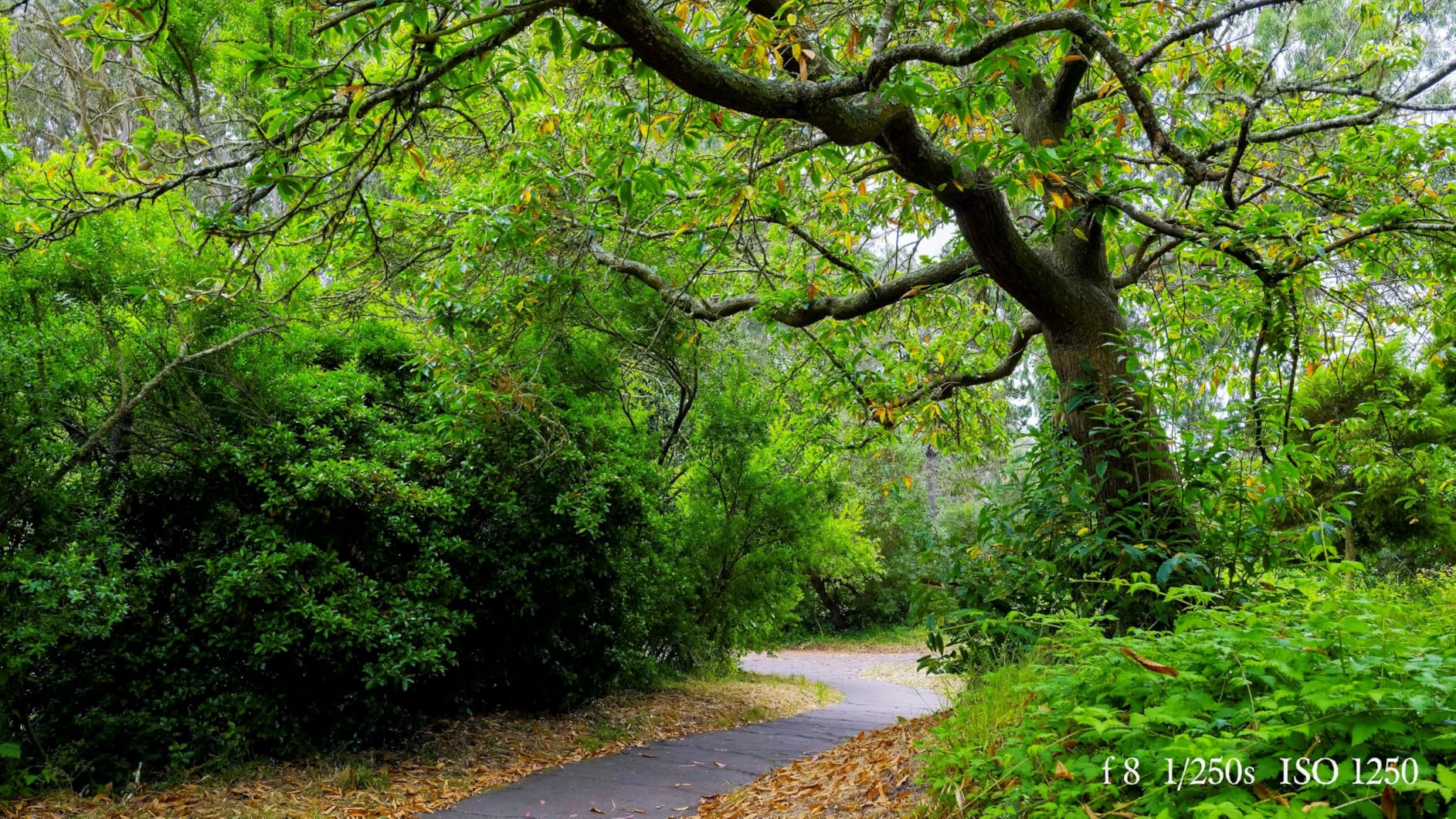 Fujifilm GFX100RF Medium Format Camera - Black - 102MP Large Format Mirrorless Digital Camera customer photo 2