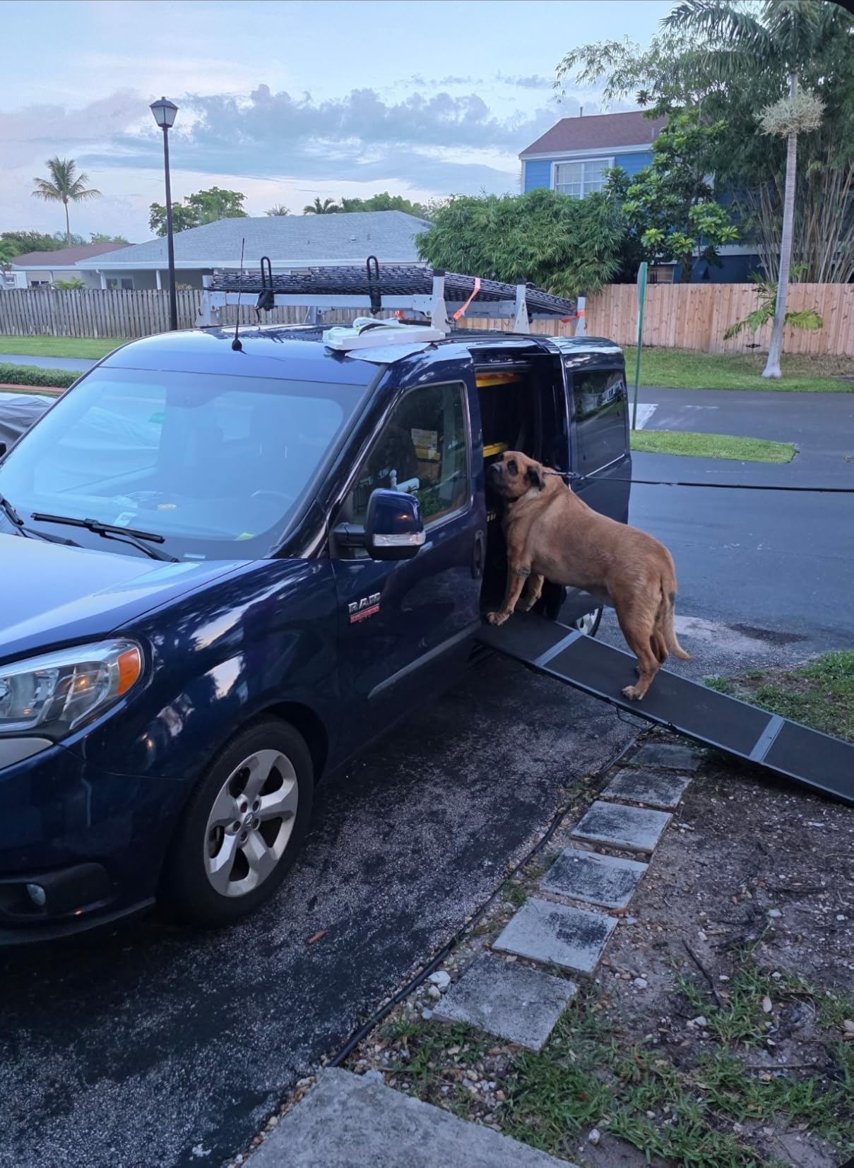 74'' L & 20'' W Longest Dog Ramp for Car - Extra Wide Portable Pet Dog Ramps for Large Dogs, Dogs Cars Ramp for Car SUV/Truck/RV/Bed, Lightweight Ramps with Non-Slip Mesh Up to 250LBS customer photo 2