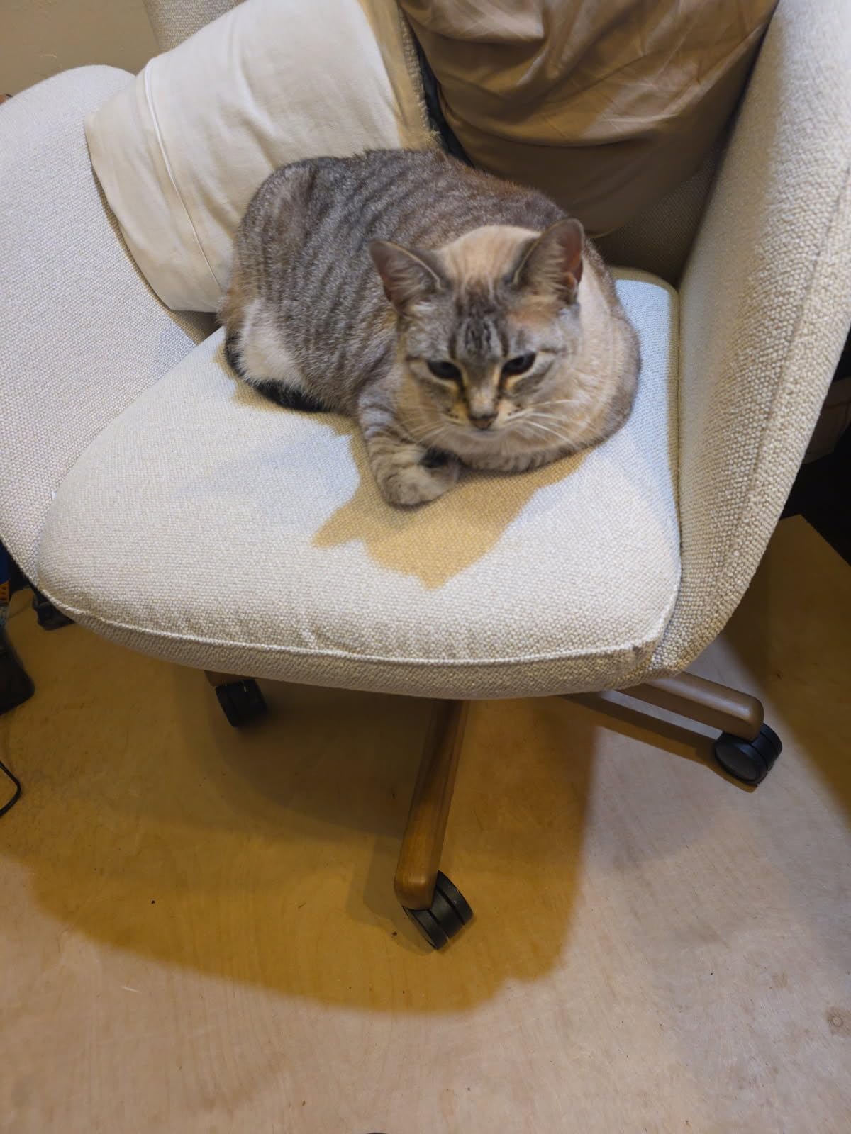 11 Inches-16.5 Inches Office Chair Cylinder Replacement - 5.5'' Stroke, Heavy Duty 1000lbs Class 4 Hydraulic Lift, Universal Pneumatic Piston Fit for Sinking Desk/Gaming Chairs customer photo 1