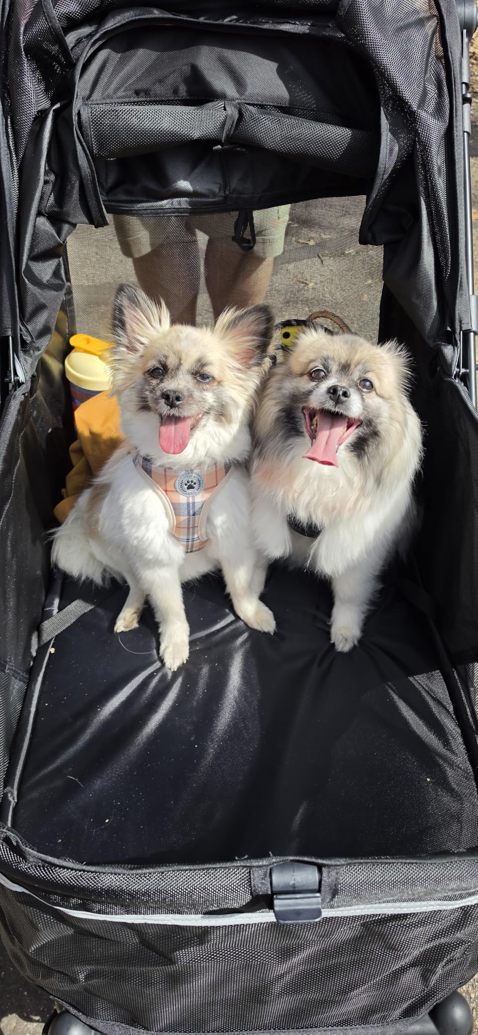 Pet Stroller for Large Dogs up to 110lbs, Large Pet Stroller for Multiple Pets, All-Terrain with Adjustable Handle & Mesh Dual-Window, 1680D Waterproof Oxford Fiber customer photo 2