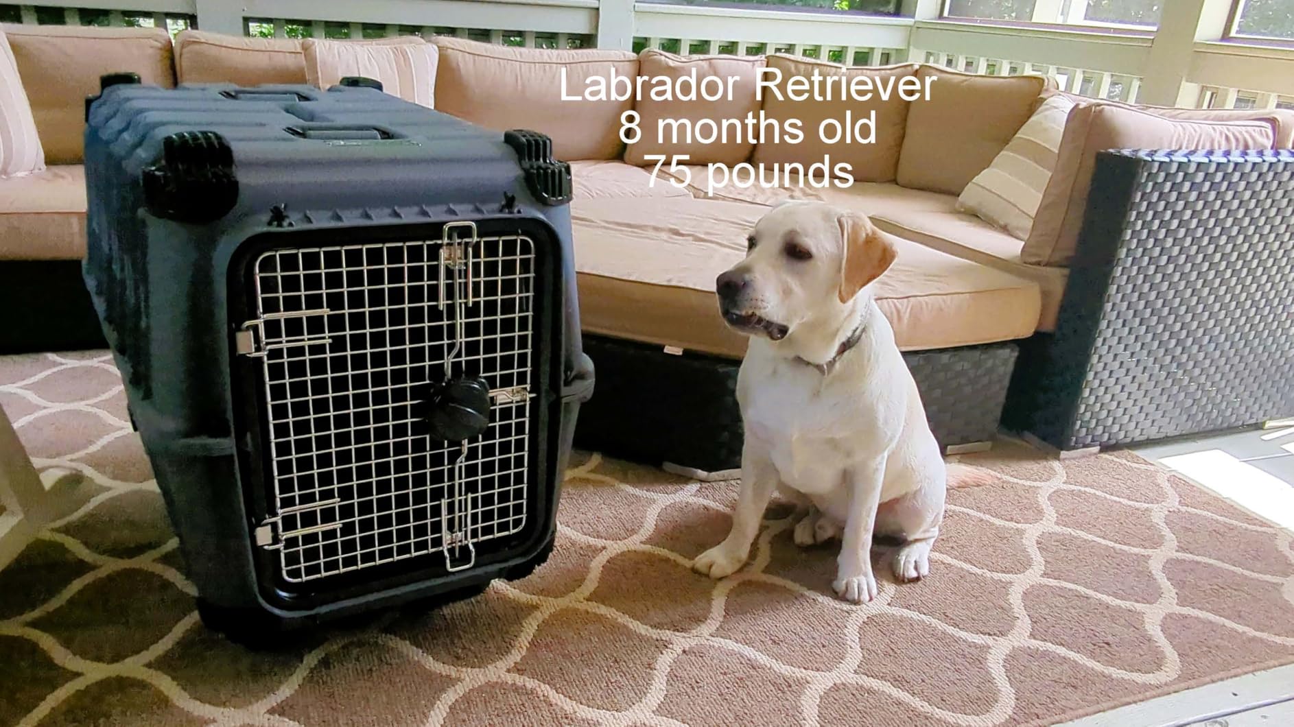Mammoth Guardian Dog Kennel 36