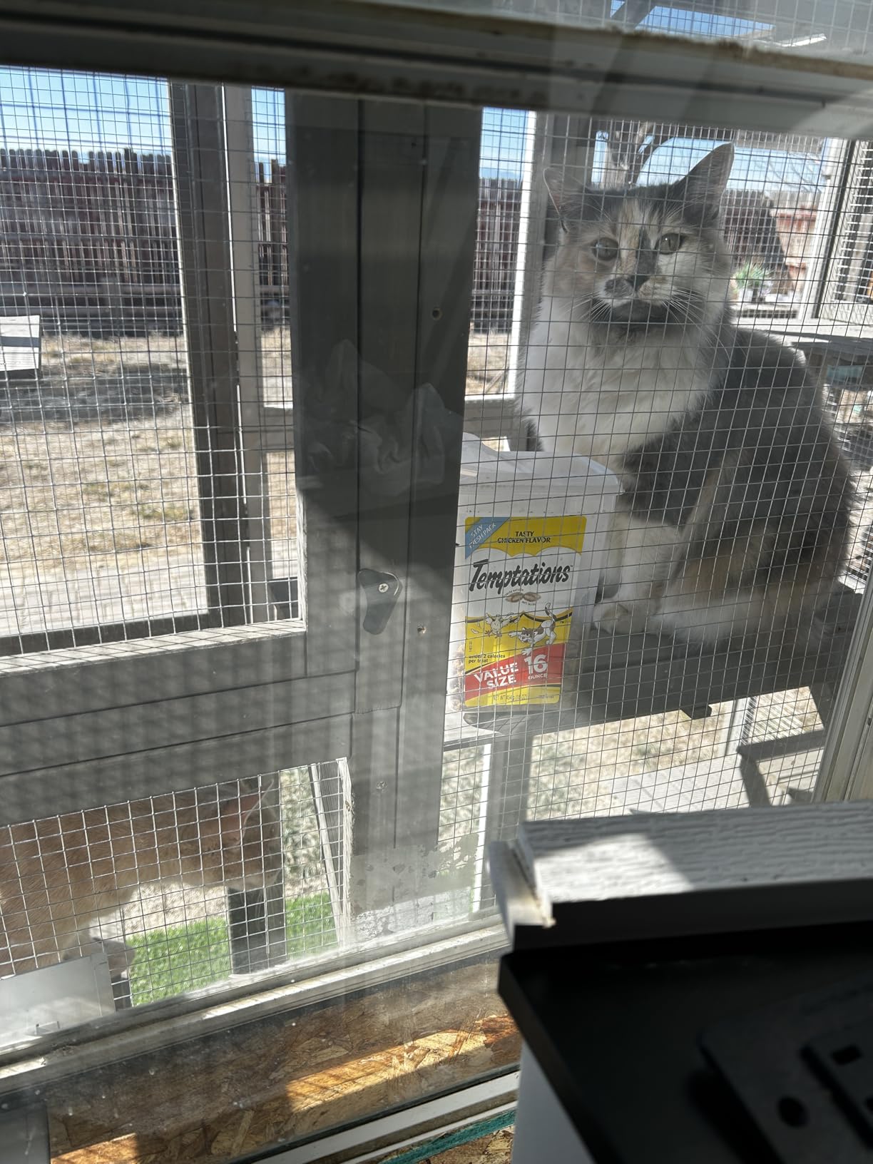 Extra Large Catio Outdoor Cat Enclosure for Multiple Cats, Wooden Walk-in Cat House with 2 Bridges, Window Connection, 2 Resting Boxes, 8 Platforms, Walks and Weatherproof Roof Cover customer photo 2