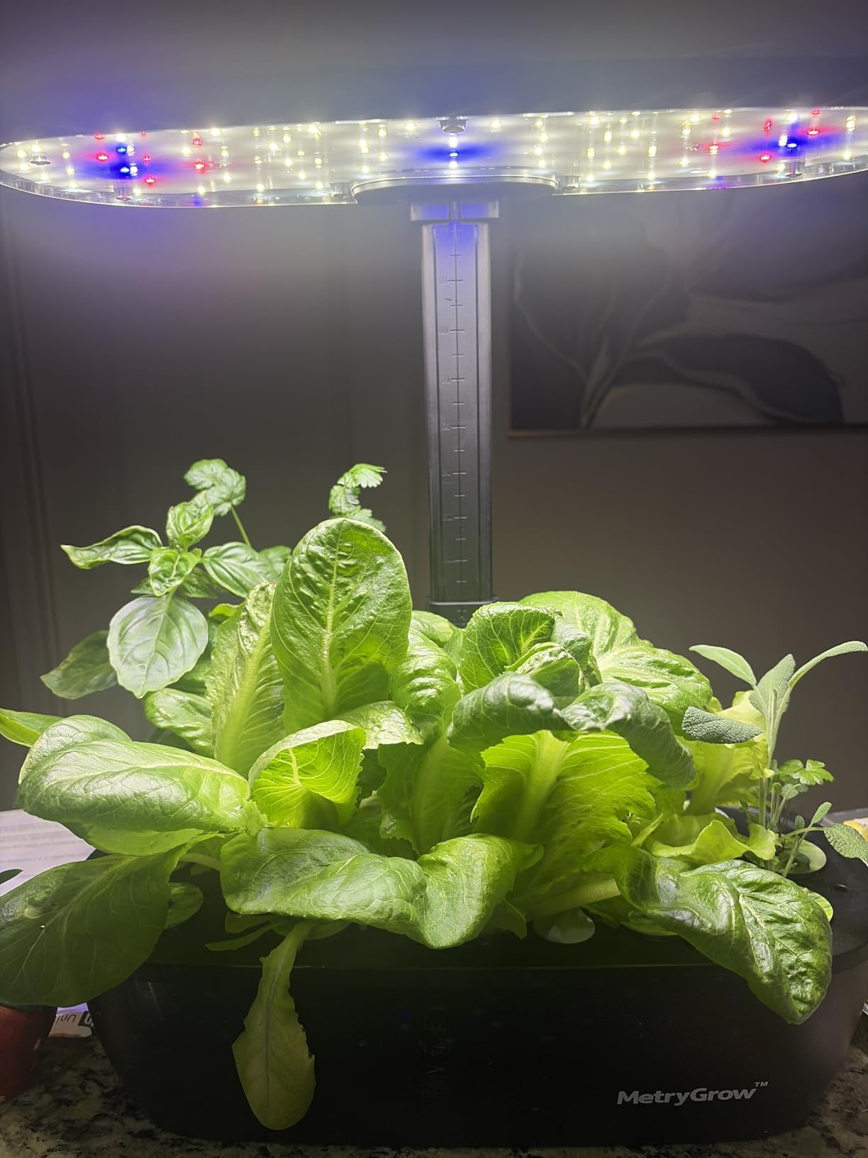 MG-15 Hydroponic Growing System Kits, Smart Indoor Garden with 24W Grow LED Light Full Spectrum, 15 Pods Herb Garden Planter Indoor Gardening for Gifts, Kitchen customer photo 1