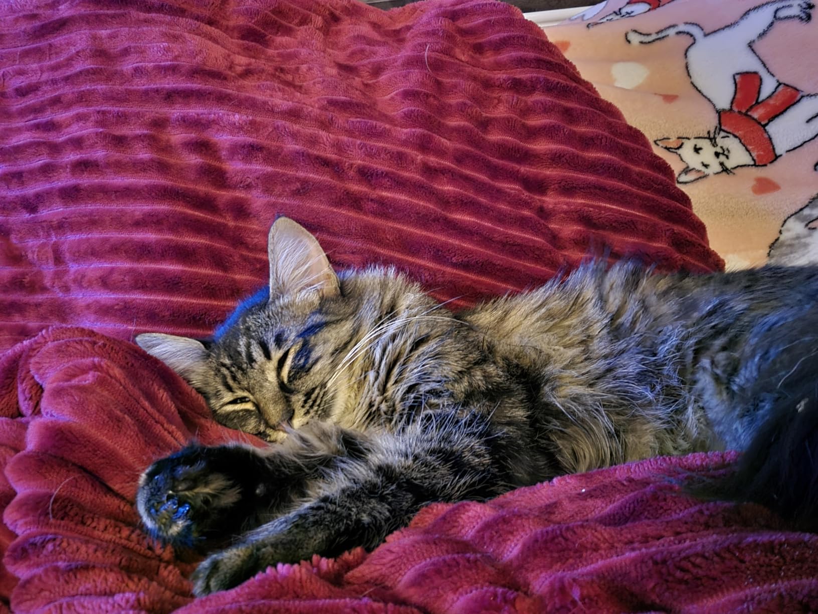 HYLEORY Heated Blanket Electric Full Size, Soft Flannel Sherpa Heater 5 Heat Settings and 10 Hours Auto Shut-Off Heating Blanket ETL Certification Over-Heat Protection Machine Washable,Grey customer photo 1