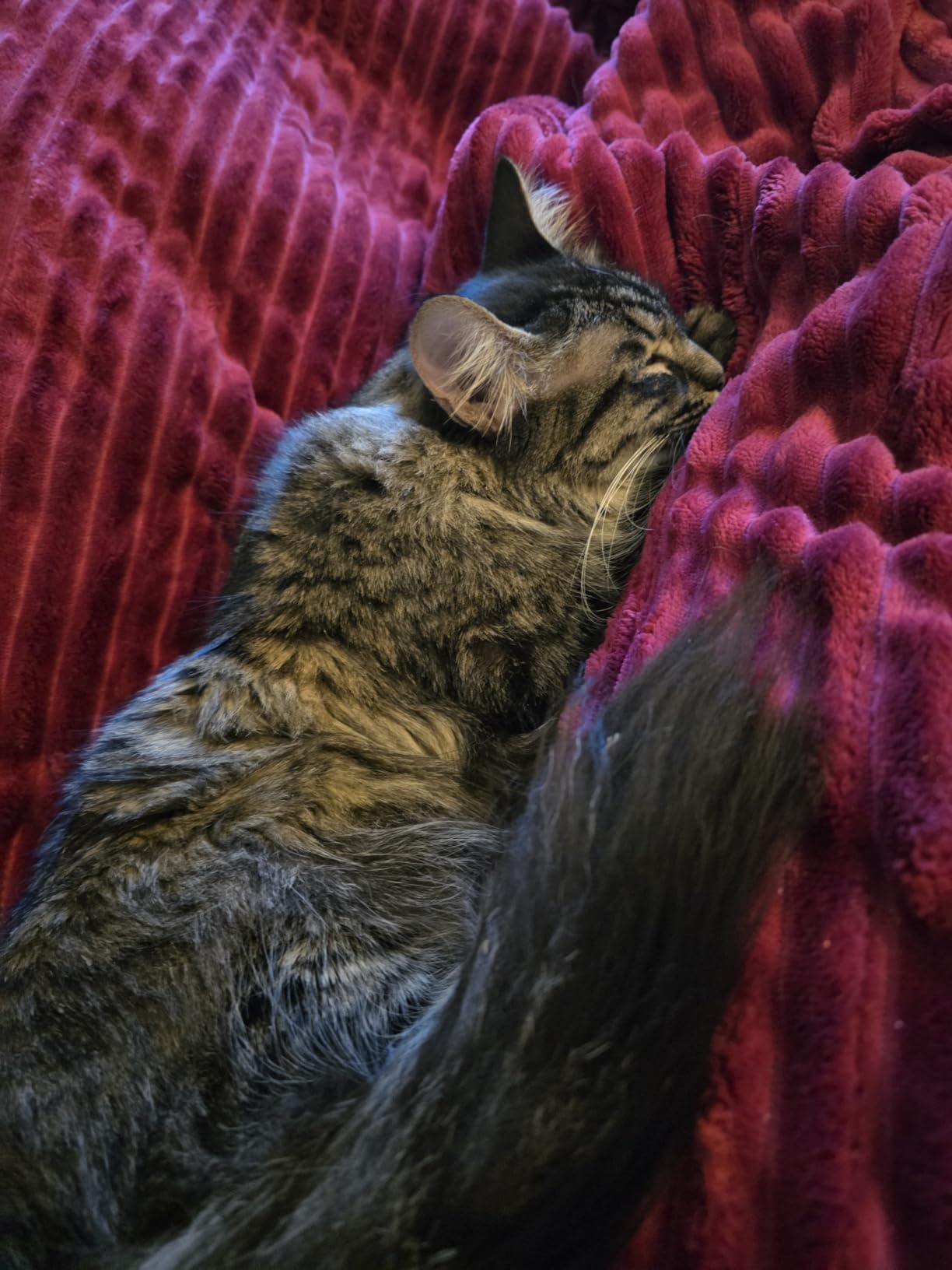 HYLEORY Heated Blanket Electric Full Size, Soft Flannel Sherpa Heater 5 Heat Settings and 10 Hours Auto Shut-Off Heating Blanket ETL Certification Over-Heat Protection Machine Washable,Grey customer photo 2