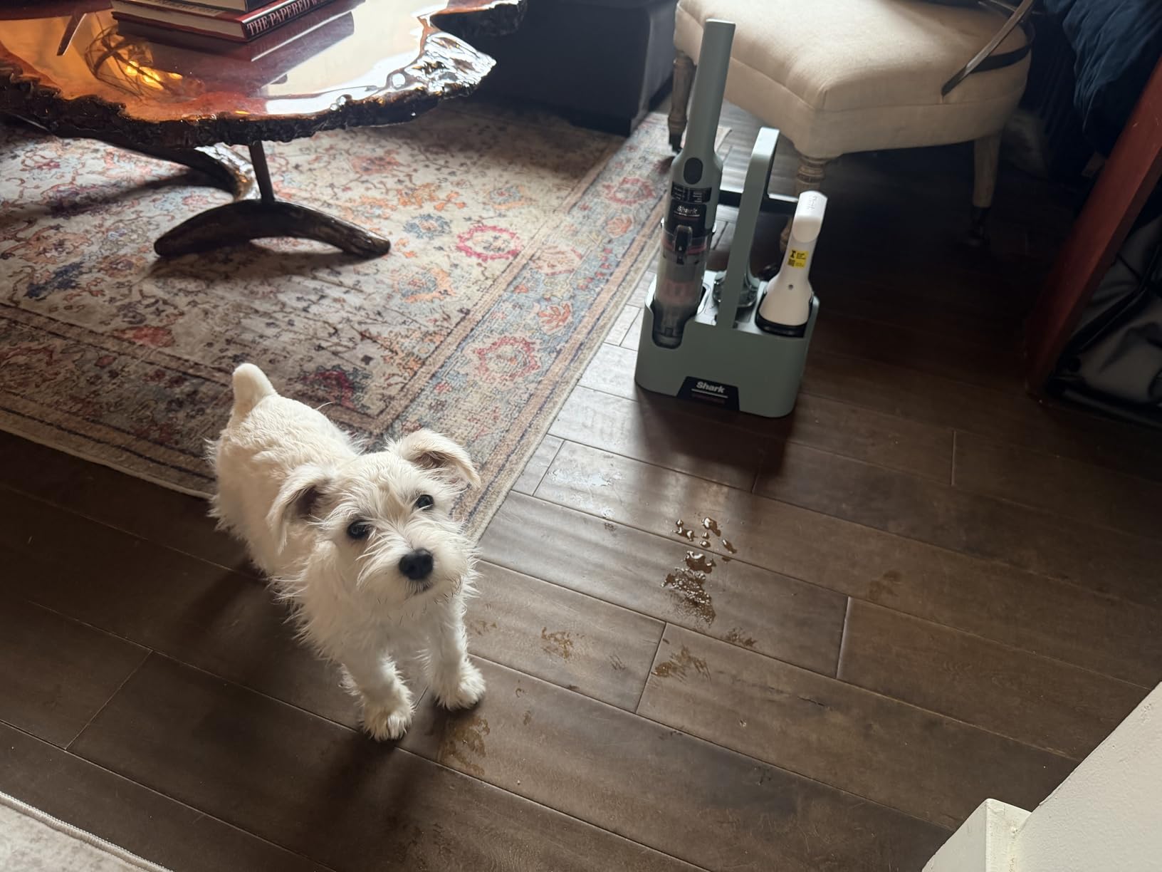 Shark StainForce Cordless Portable Spot, Stain, & Odor Remover System for Carpets, Area Rugs, Upholstery, Stairs, with Storage Caddy, Accessories, and Full-Size Cleaning Solution, HX101 (New) customer photo 1