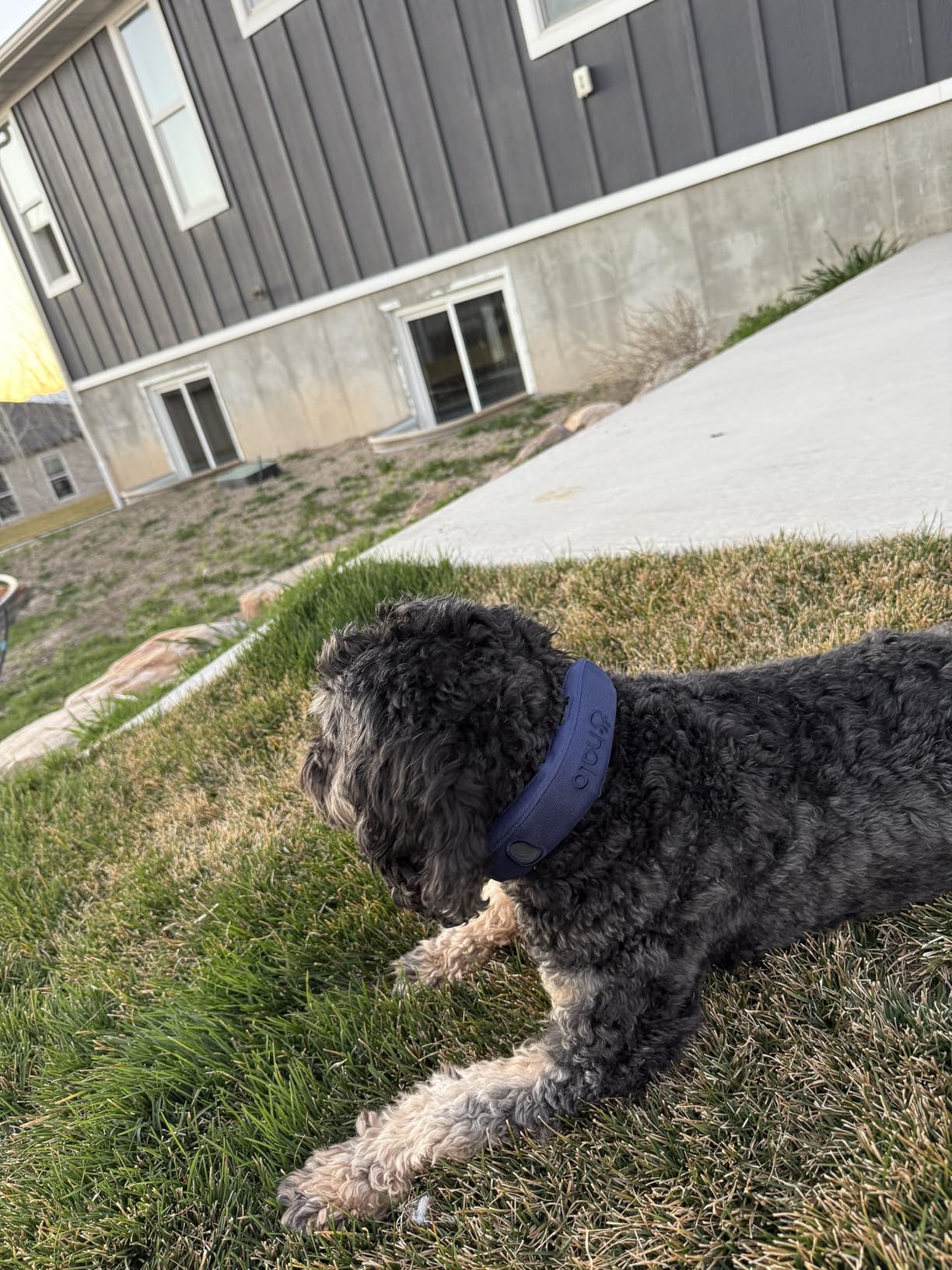 Halo Collar 5 Wireless Dog Fence & GPS Dog Collar, Keep Your Dog Safely Contained Outdoors with App-Controlled Boundaries and Real-Time Tracking, One Size, Orchid customer photo 2