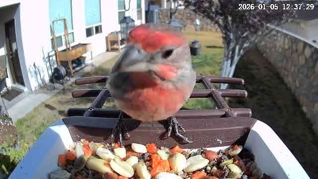 wansview Bird Feeder with Camera-Smart Bird Feeders for Outdoors Solar Powered, Birdhouse with Cam & Alert, 2K HD Live Video, AI Identify Species, Ideal Gift for Tech Lovers, F1, Brown, 2.4G WiFi customer photo 1