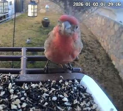 wansview Bird Feeder with Camera-Smart Bird Feeders for Outdoors Solar Powered, Birdhouse with Cam & Alert, 2K HD Live Video, AI Identify Species, Ideal Gift for Tech Lovers, F1, Brown, 2.4G WiFi customer photo 2