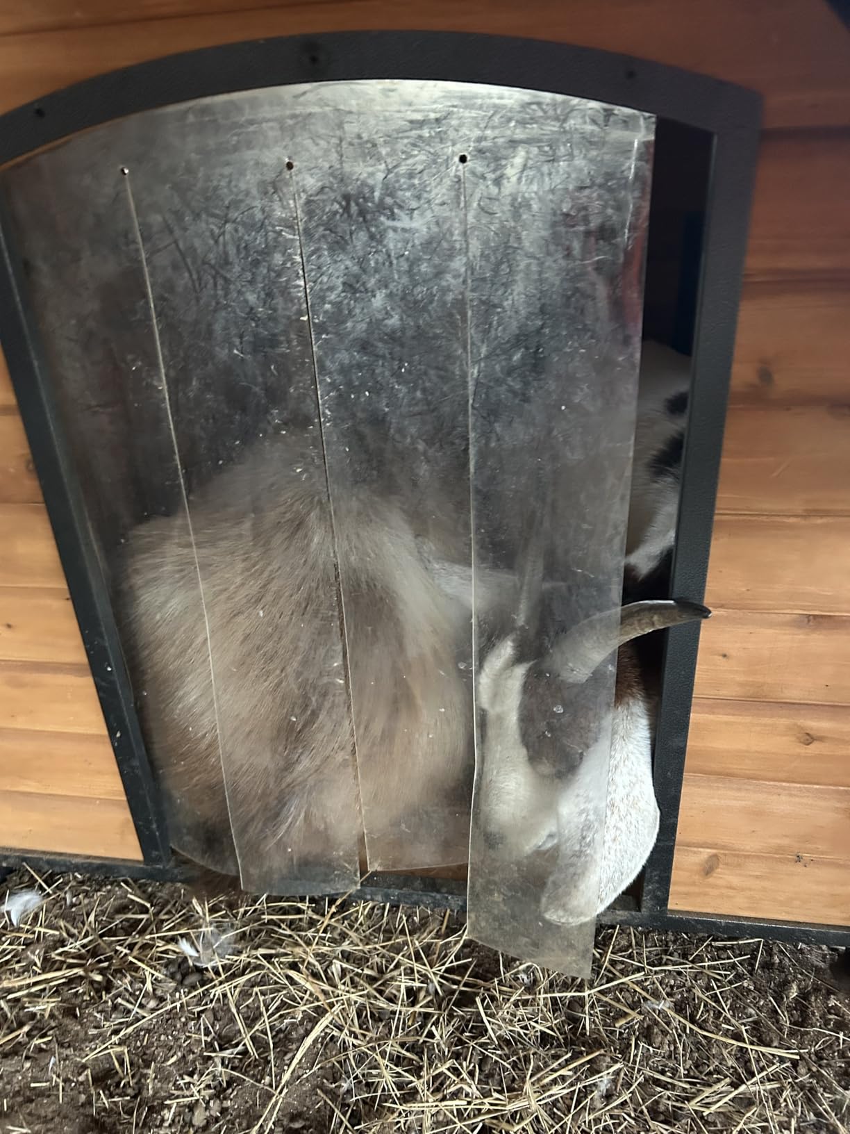 Insulated Dog House with Heating Pad, Weatherproof Outdoor Kennel for Large Dogs, Chew-Resistant Iron Frame & Asphalt Roof (Wood-H, XL) customer photo 1