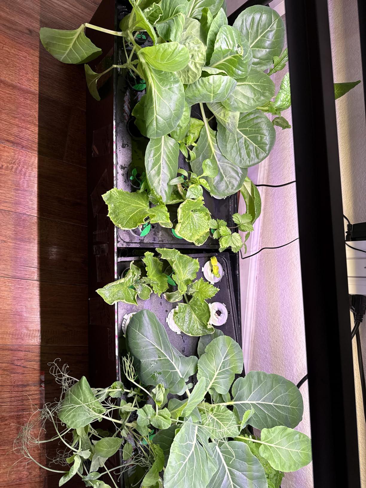 Large Hydroponics Growing System Kit, 48 Pods Vertical Hydroponic Garden, with 48 Large Buckets, 40L Indoor Garden System for Herb Vegetable Fruit, with 2 Light Modes, Auto Circulating Water System customer photo 1