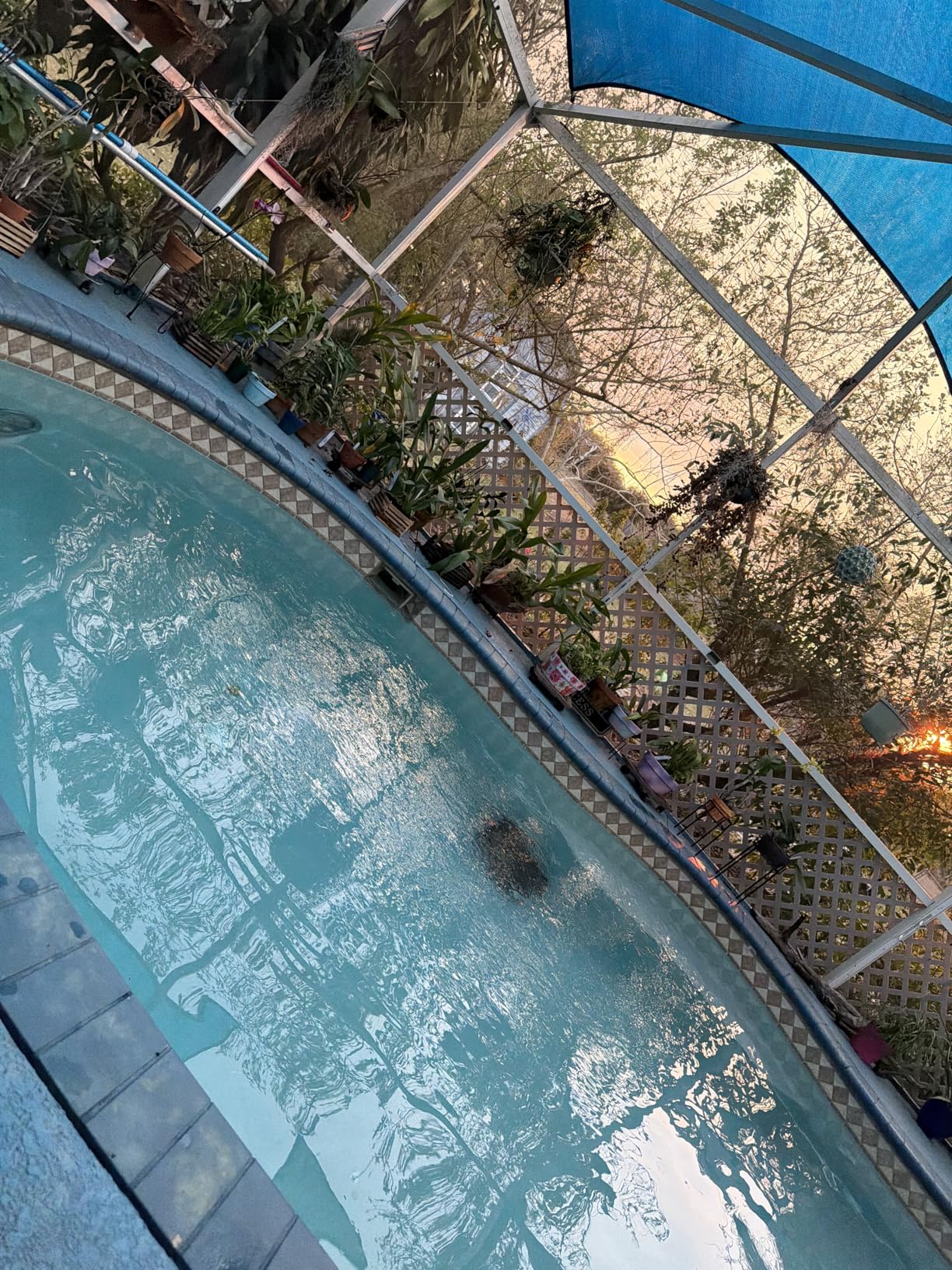 (2026 Upgrade) WYBOT C1 Cordless Robotic Pool Vacuum for Inground Pools, Above Ground Pool Cleaner 4-in-1 Wall & Waterline Cleaning Up to 1,614sq.ft, 150mins Smart Navigation, App Support customer photo 1