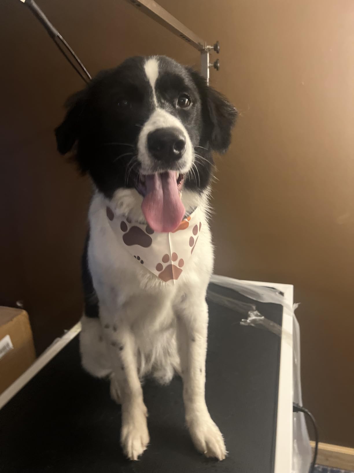 Hydraulic Dog Pet Grooming Table, 42 Inch Heavy Duty Professional Pet Grooming Station 21'' -36'' Height Adjustable for Large Dog at Home with Adjustable Overhead Arm, Clamp and Grooming Noose, Purple customer photo 2