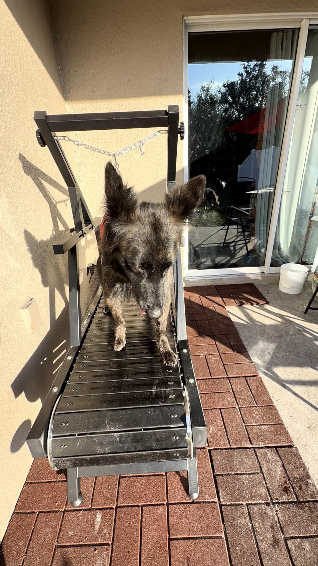 Dog Treadmill, HotFeed Dog Slat Mill for Medium Dogs, Doggy Treadmill with Brake & Plastic Track, Dog Pacer Treadmill to Keep Active and Fit, Up to 250LBS customer photo 1