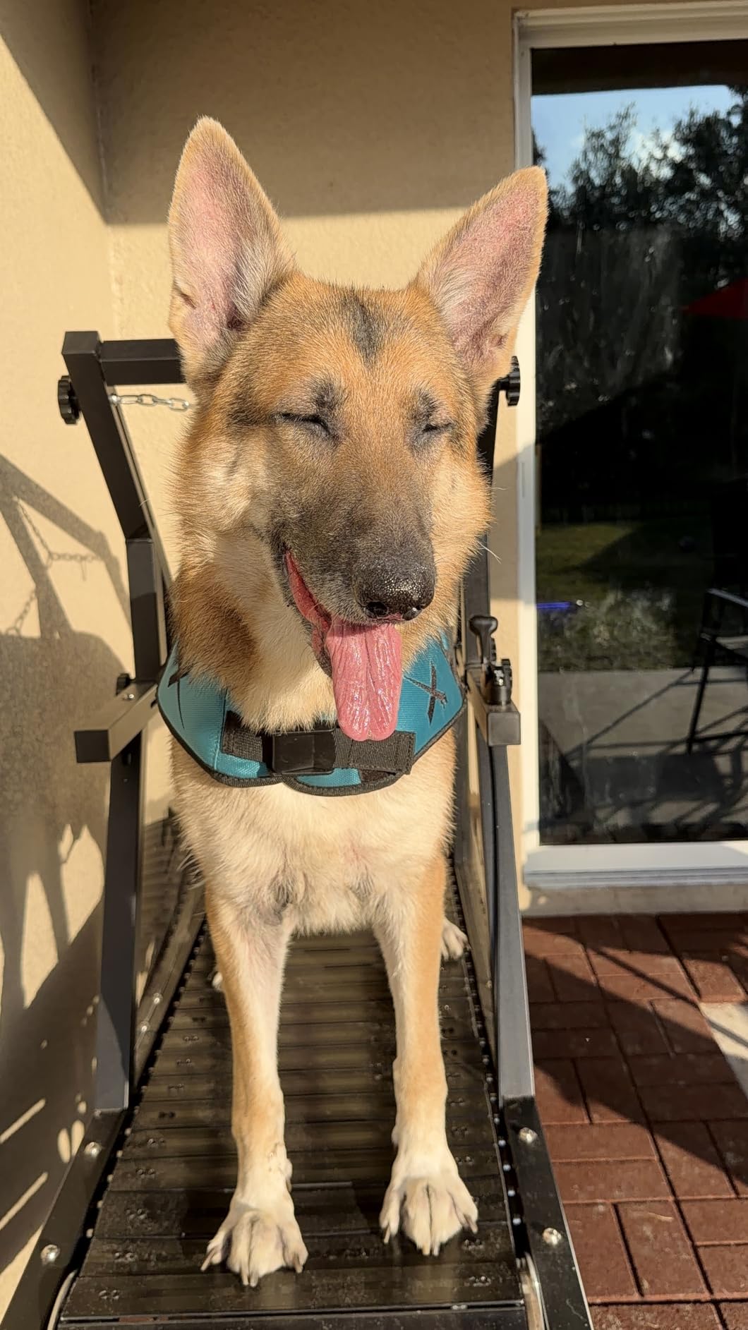 Dog Treadmill, HotFeed Dog Slat Mill for Medium Dogs, Doggy Treadmill with Brake & Plastic Track, Dog Pacer Treadmill to Keep Active and Fit, Up to 250LBS customer photo 2