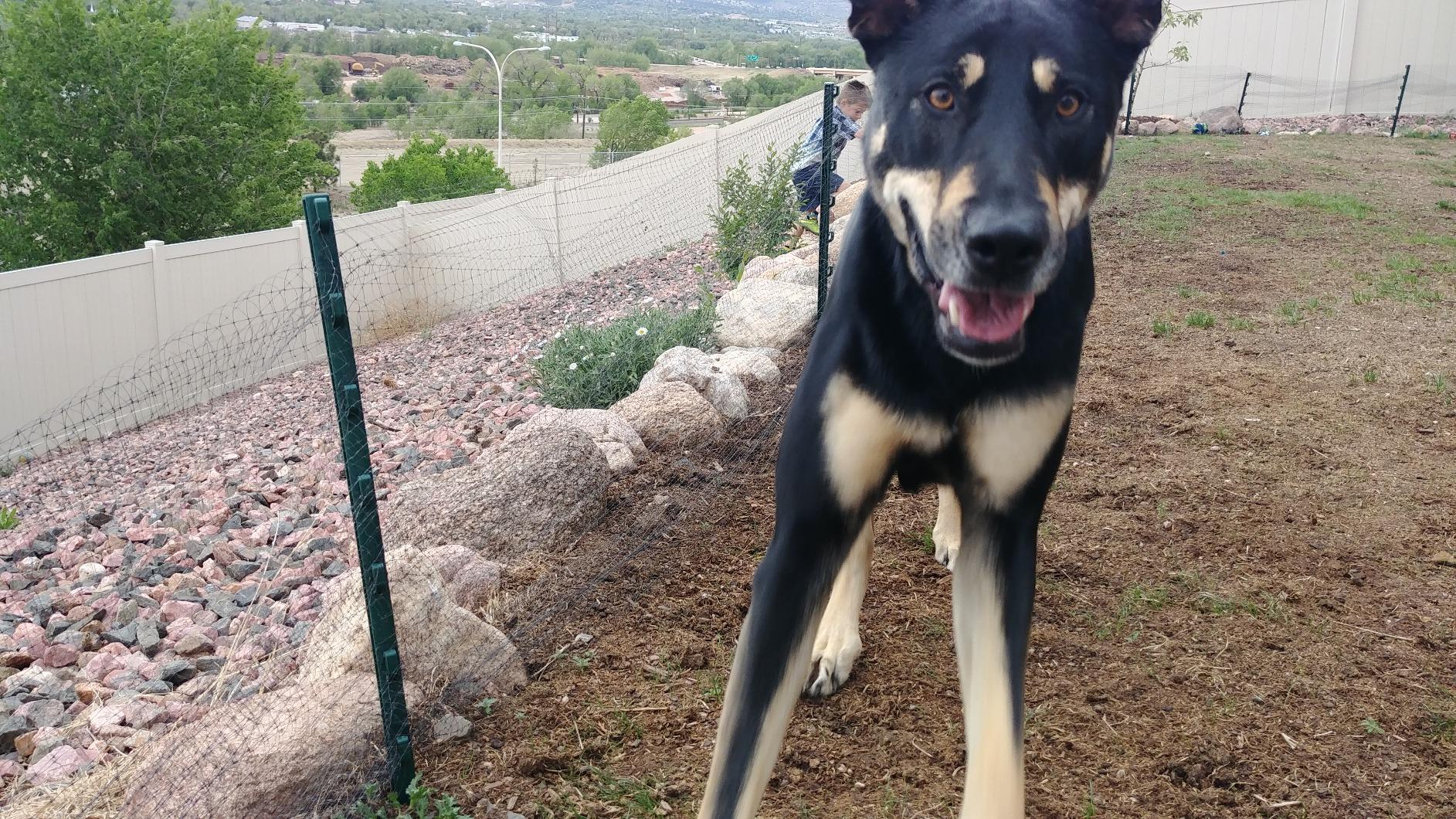 Easy Gardener, 6050AZ, Deer Block, Protective Mesh Covering, 7' X 100', Black customer photo 2