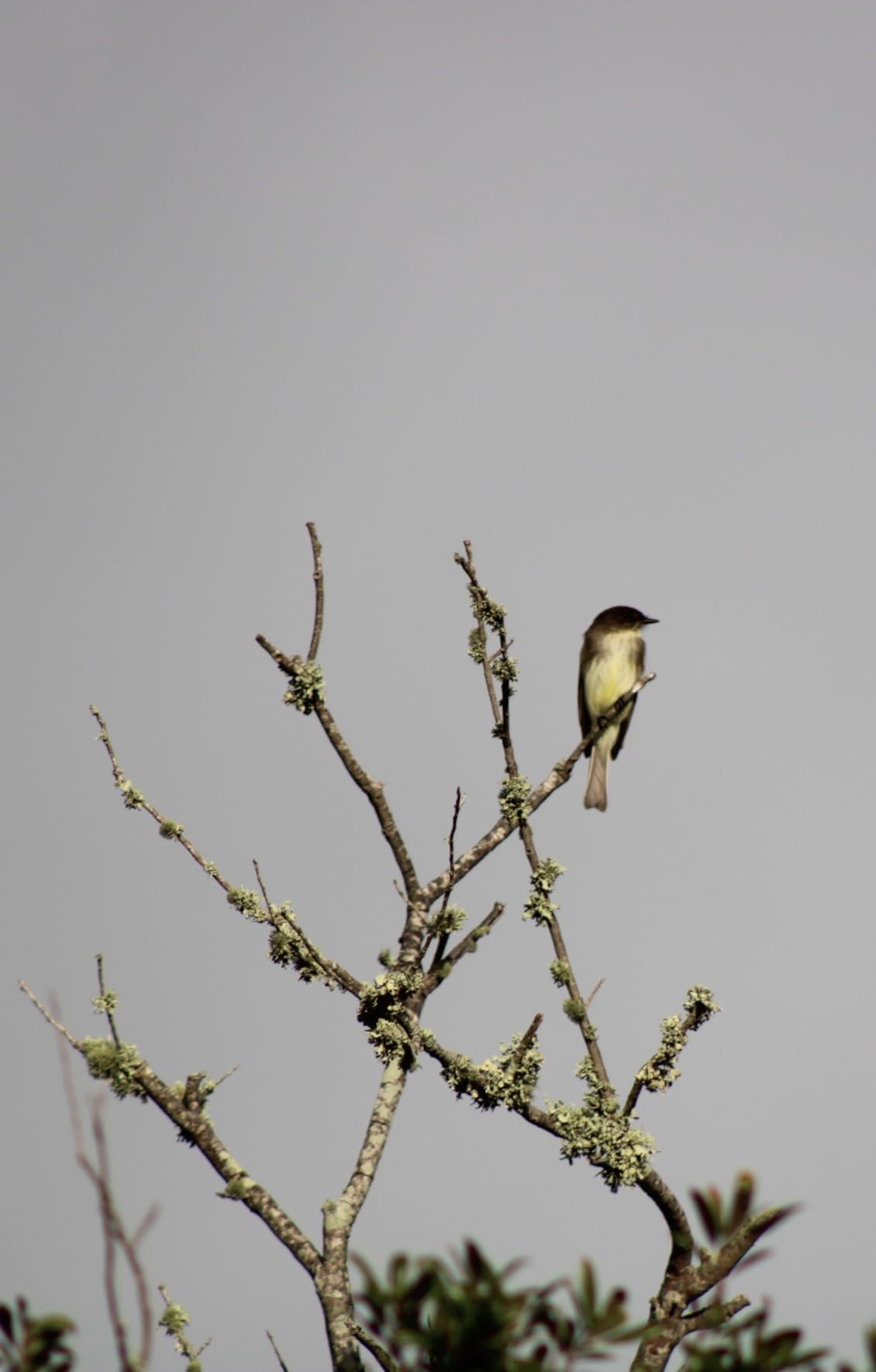 Canon EF 75-300mm f/4-5.6 III Telephoto Zoom Lens for Canon SLR Cameras customer photo 1