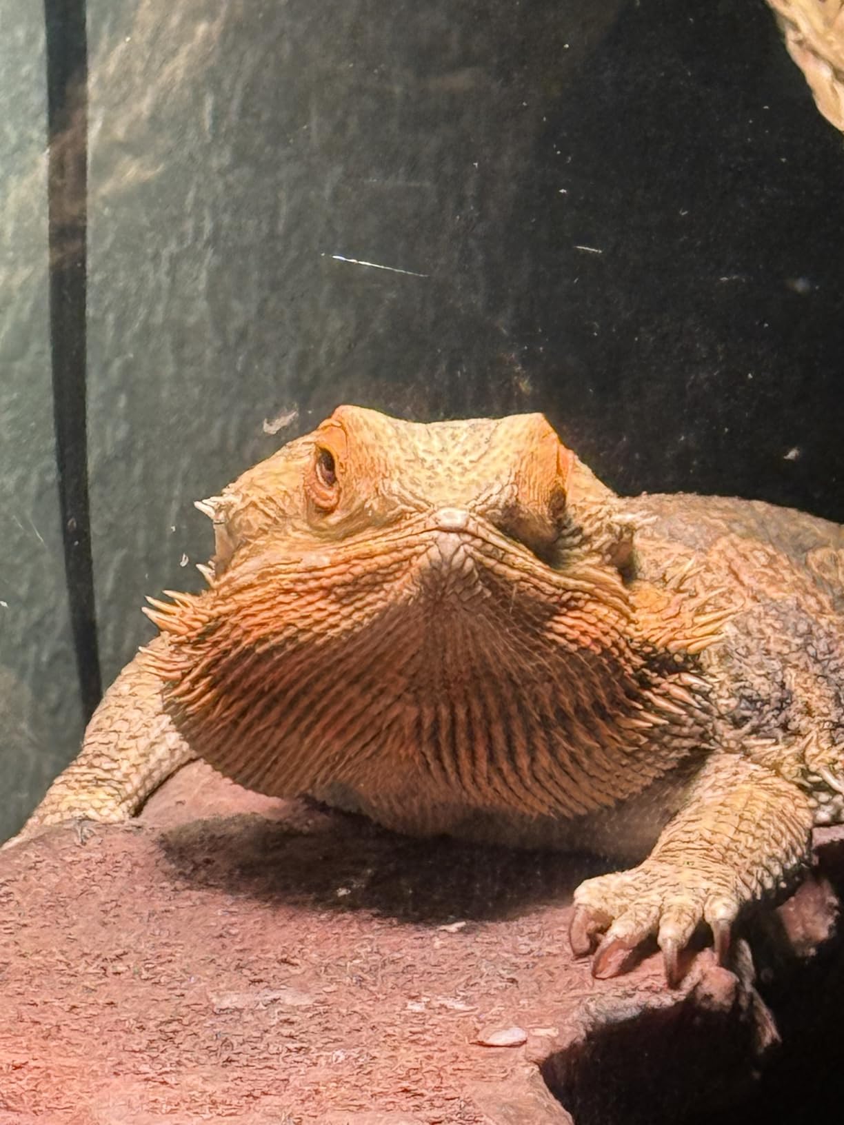 Zoo Med Repti Basking Spot Lamp 100watt for Reptiles customer photo 1