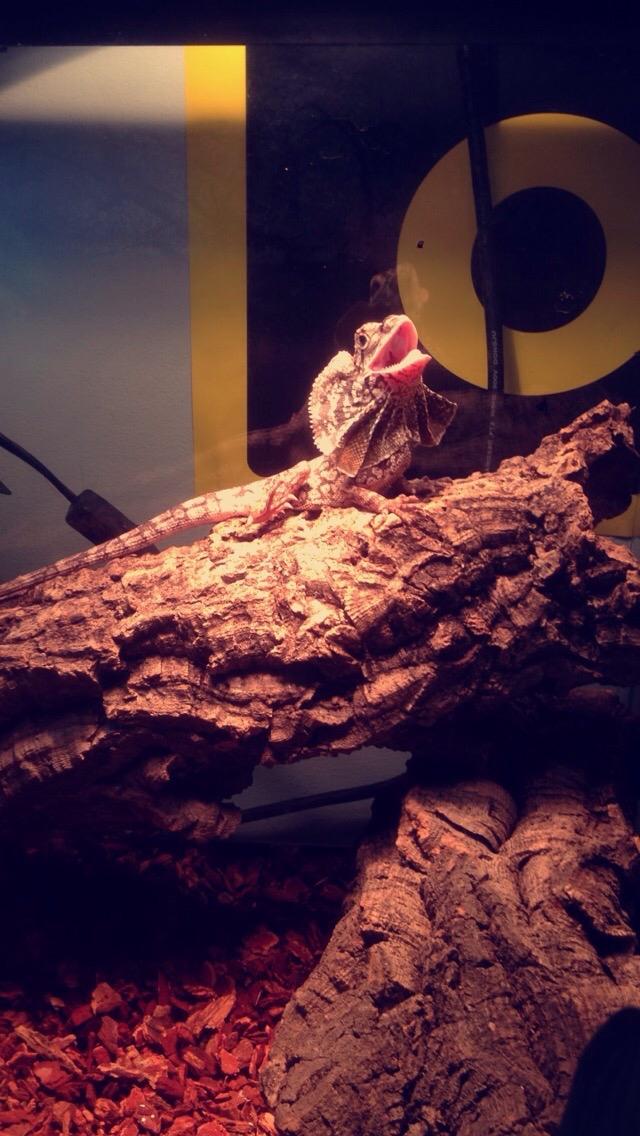 Zoo Med Repti Basking Spot Lamp 100watt for Reptiles customer photo 2