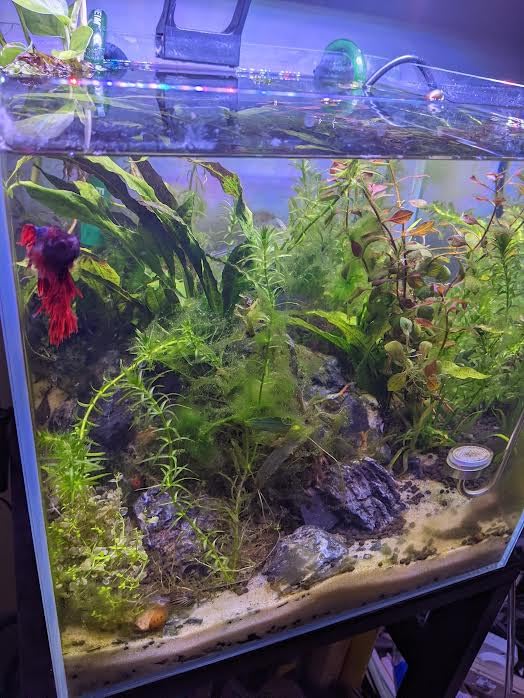 Eheim Classic Canister Filter 2215 (Classic 350) customer photo 1