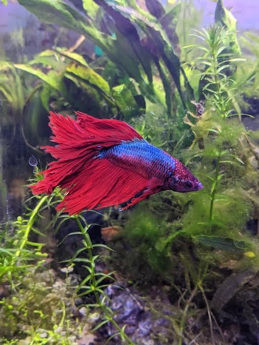 Eheim Classic Canister Filter 2215 (Classic 350) customer photo 2