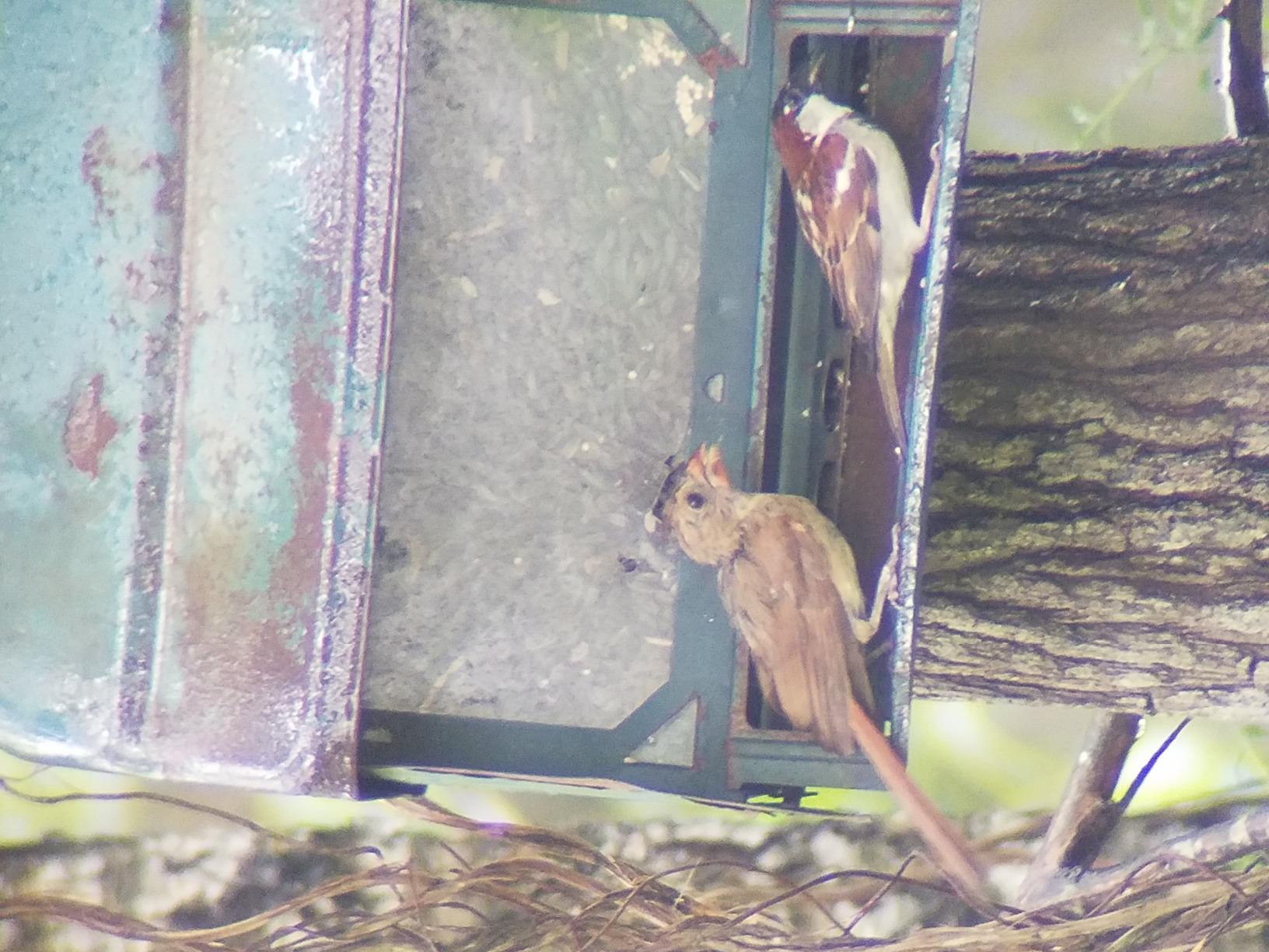 Celestron 52250 Ultima 20-60x80mm Angled Refractor Spotting Scope Telescope with Multi-Coated Optics, Waterproof Rubber Tubing and Soft Carry Case customer photo 1