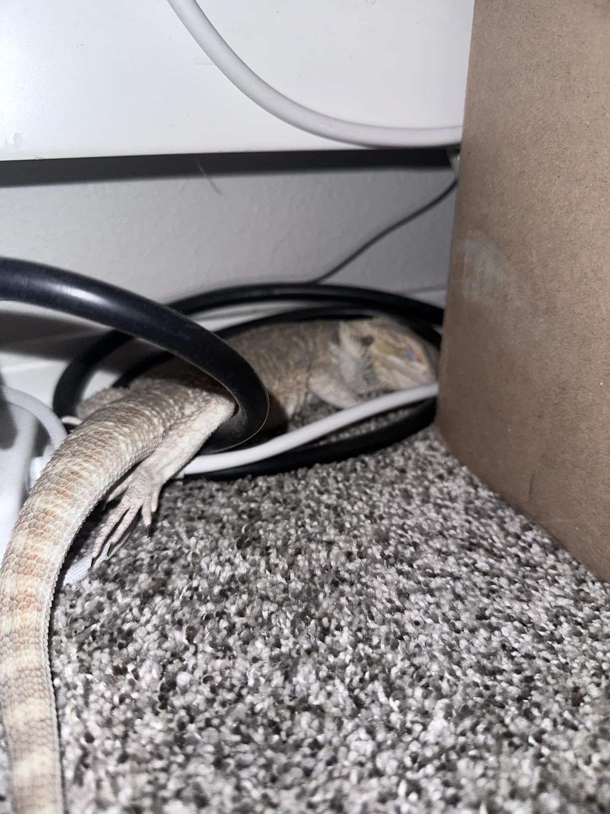 Fluker's Repta-Clamp Lamp, Heavy Duty Clamp Light For Reptile Tanks and Terrariums, UL/CUL Approved, Great for Reptile Basking, 150-Watt Maximum with On/Off Switch, 8.5